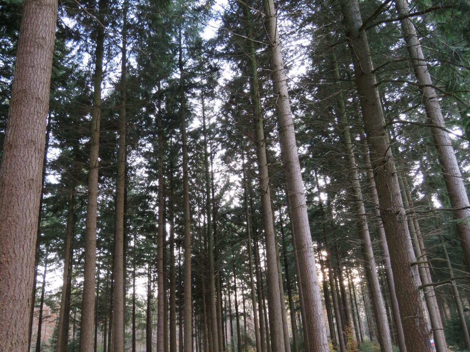 Canon PowerShot SX60 HS sample photo. Forest, trees, nature photography
