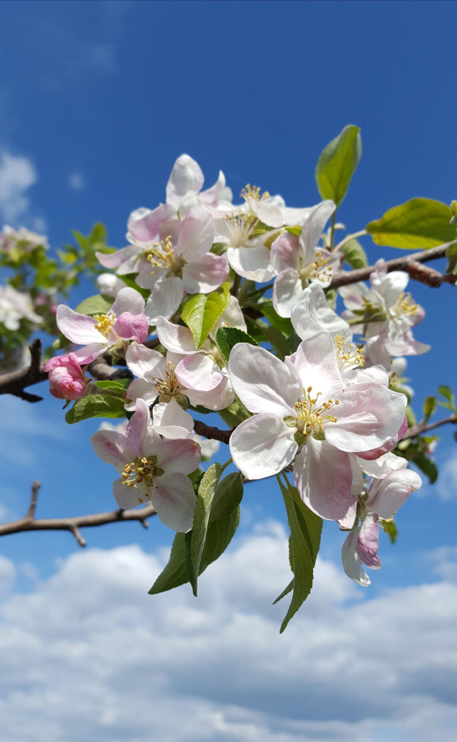 Samsung GALAXY S6 edge sample photo. May, nature, blue sky photography