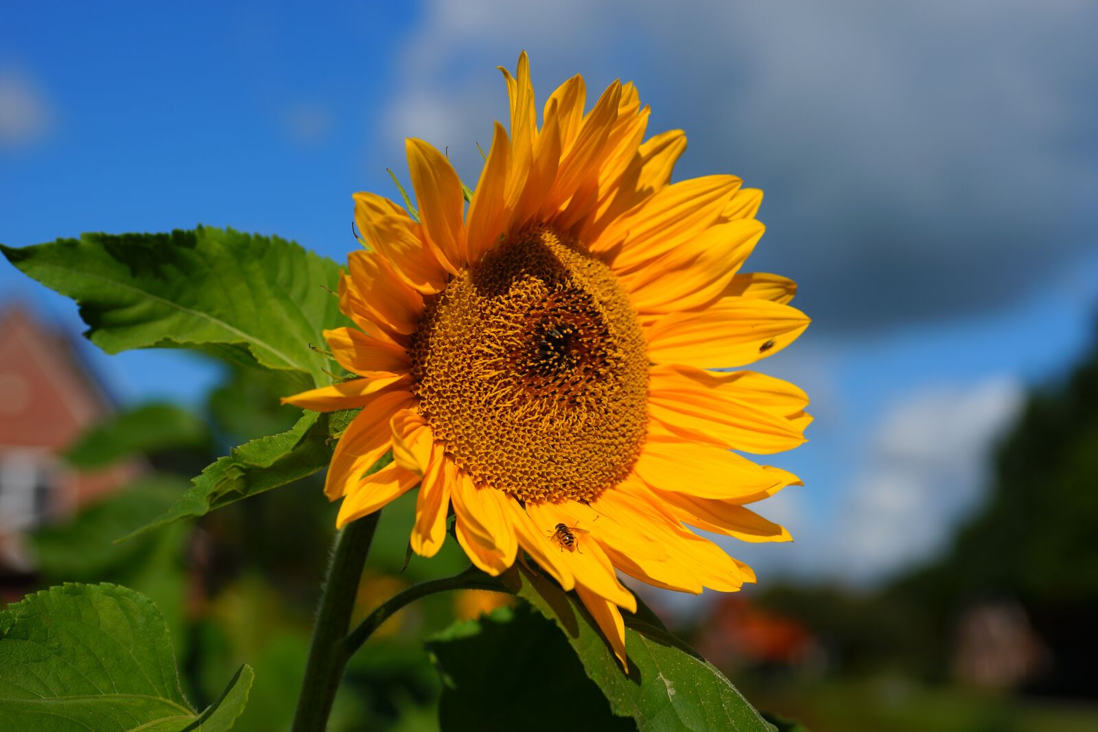 Sony a99 II sample photo. Sunflower, blossom, bloom photography