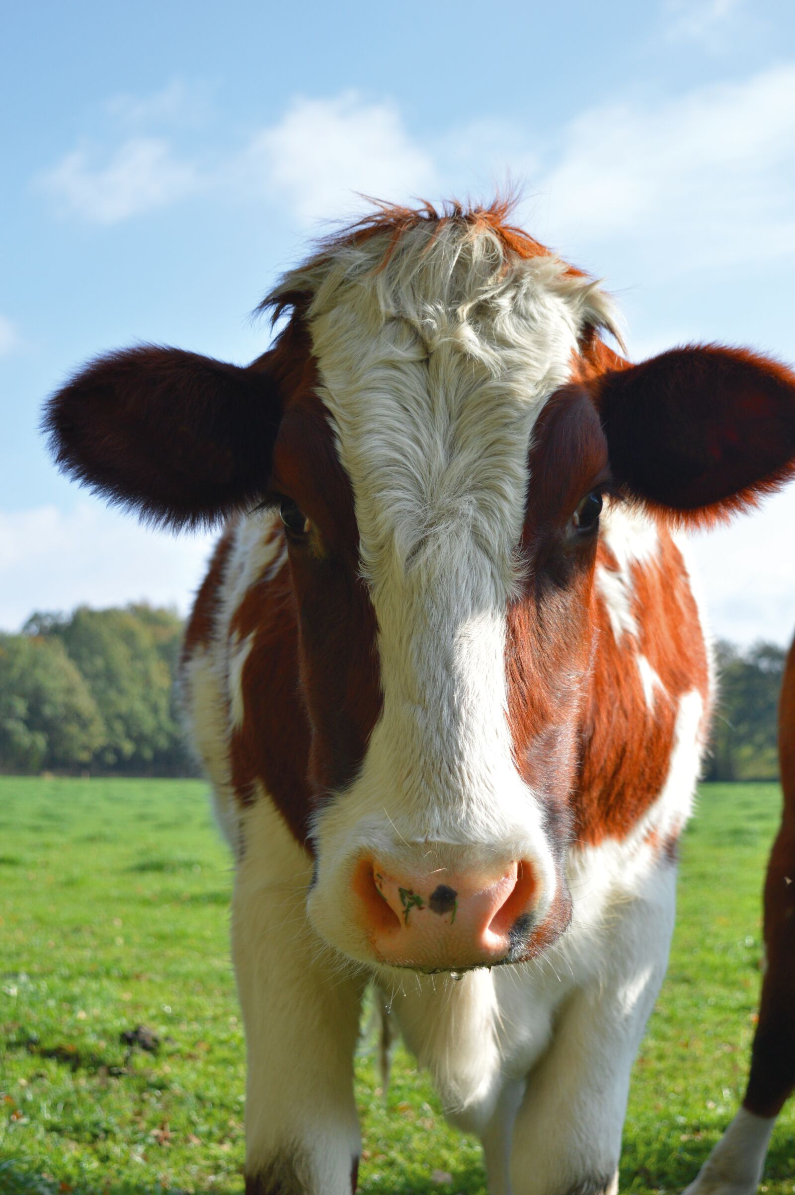 Nikon D3200 sample photo. Cow, cattle, agriculture photography