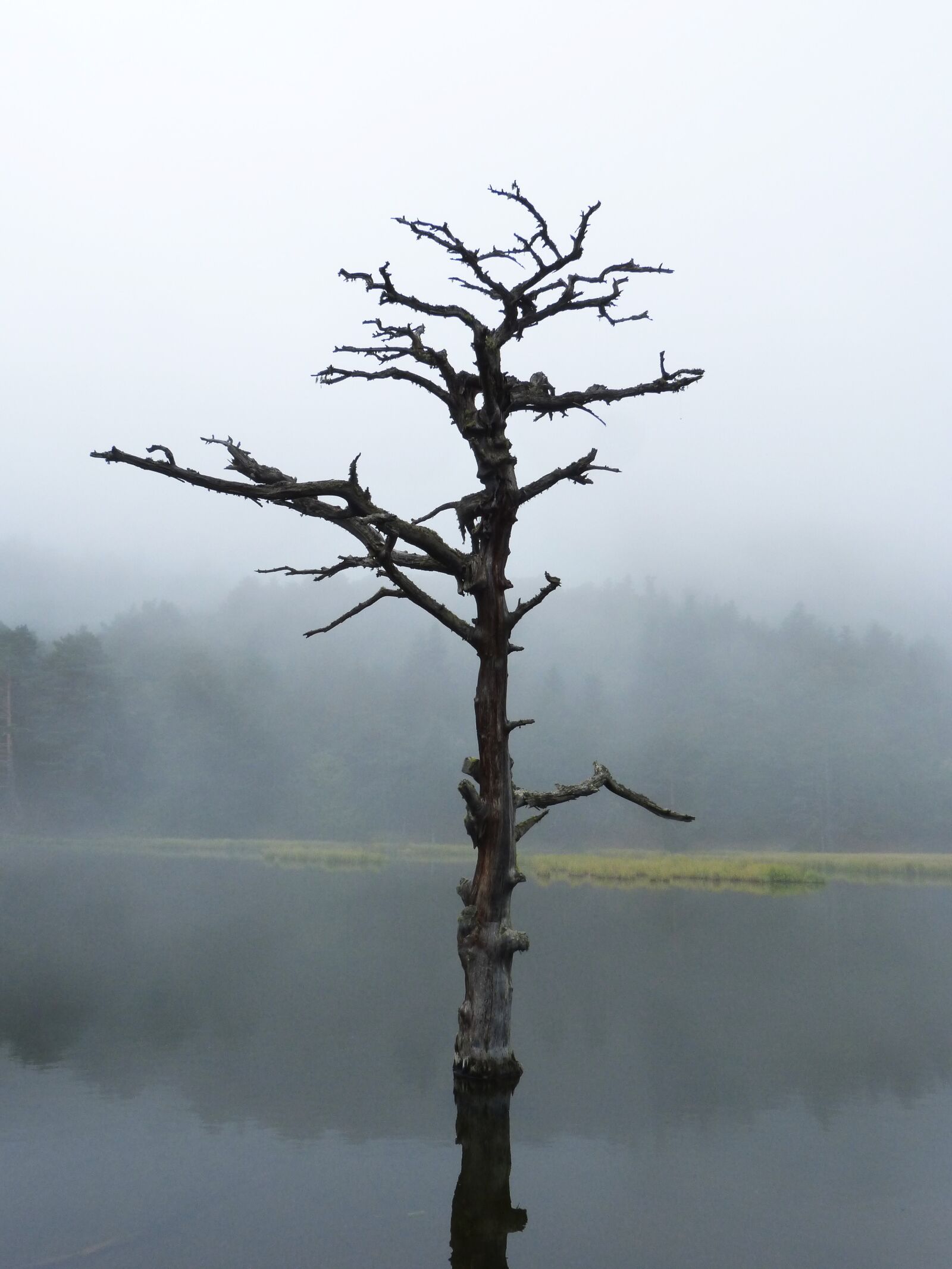 Panasonic DMC-FZ62 sample photo. Lake, dead tree, reflection photography