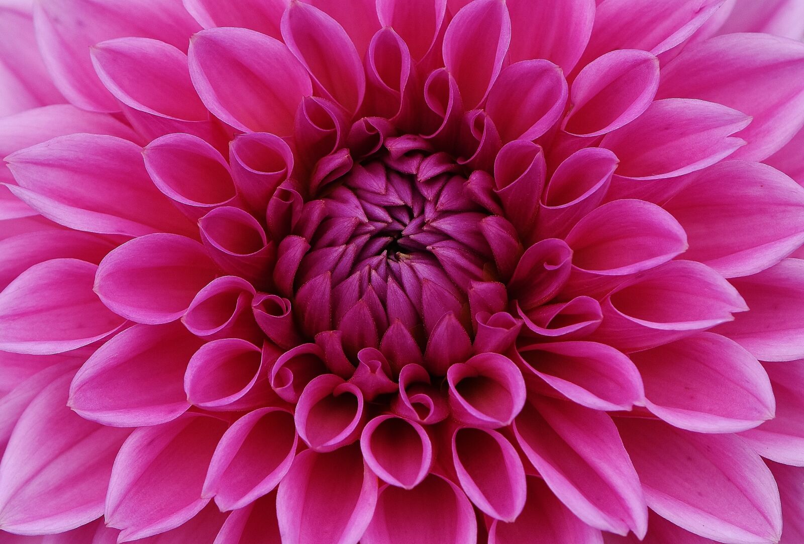 Nikon D7200 sample photo. Flower garden, dahlia, asteraceae photography