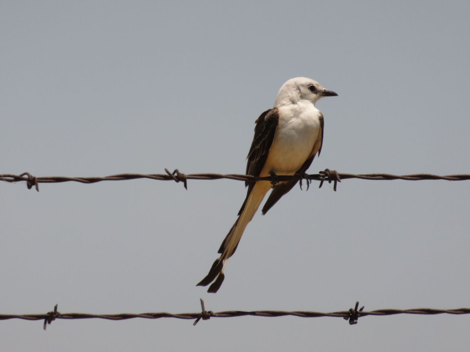 Canon PowerShot SX700 HS sample photo. Bird, scissortail, spring photography