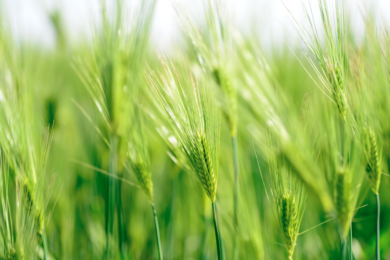 Nikon Df sample photo. Natural, plant, green photography