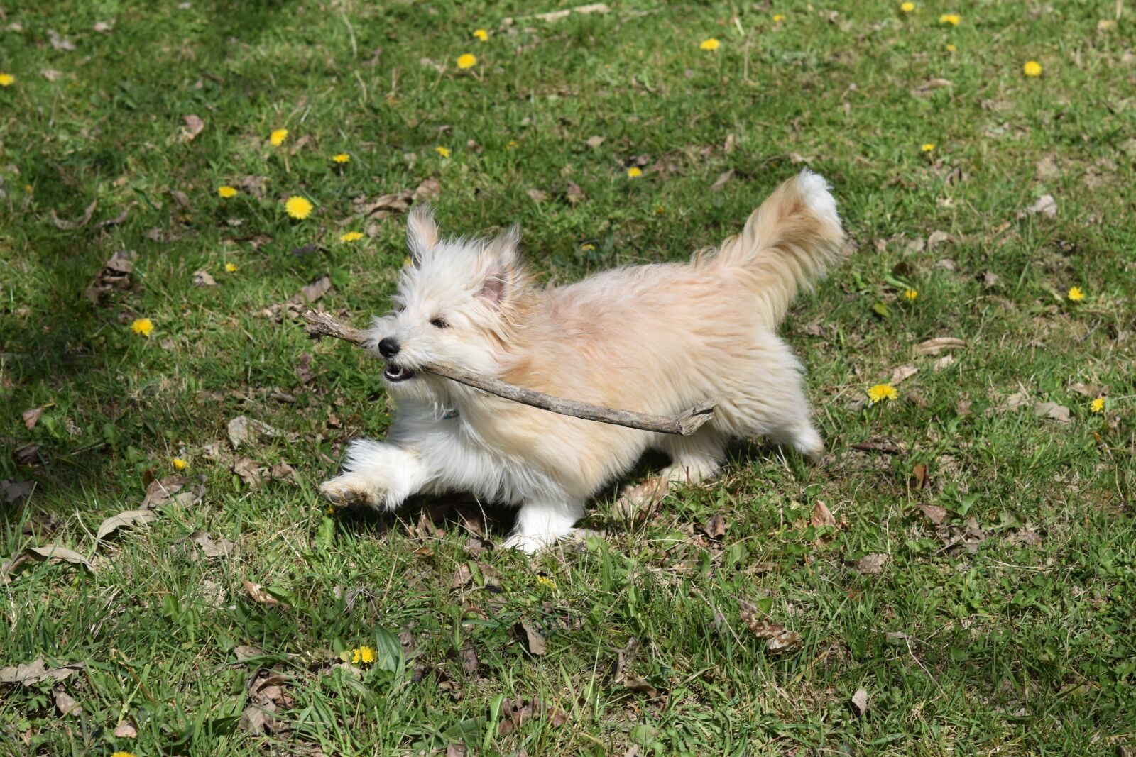 Nikon D5600 sample photo. Dog, pup, puppy photography