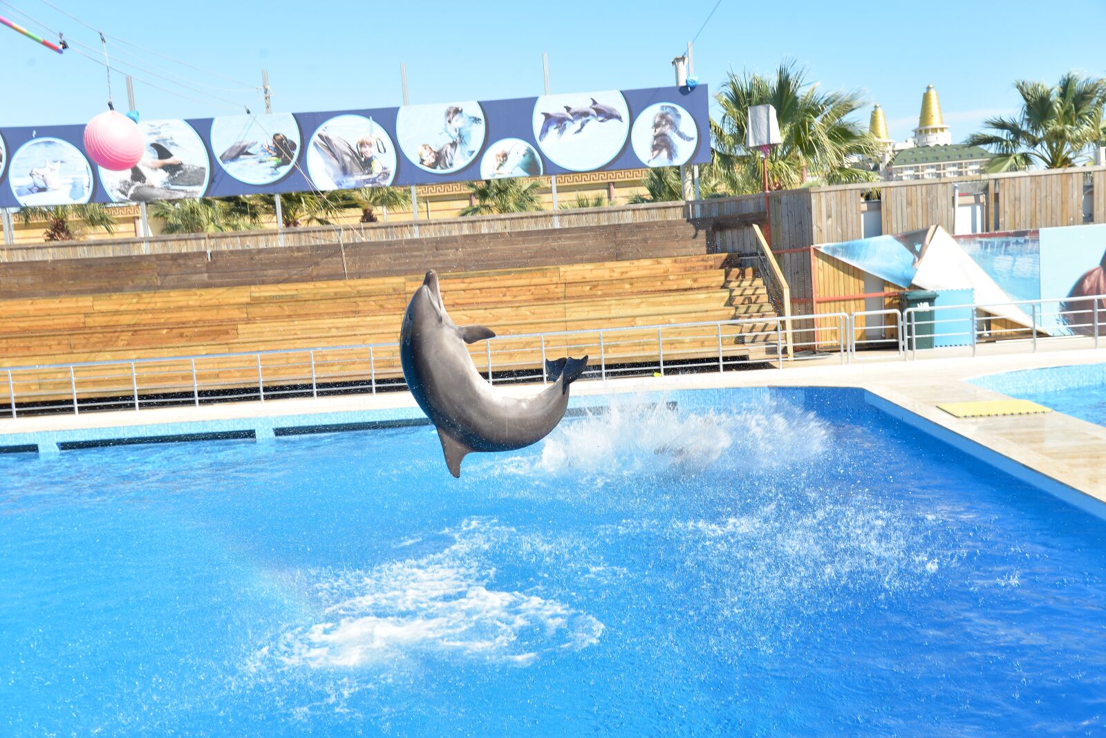 Nikon D610 sample photo. Dolphins, dolphin show, dolphin photography