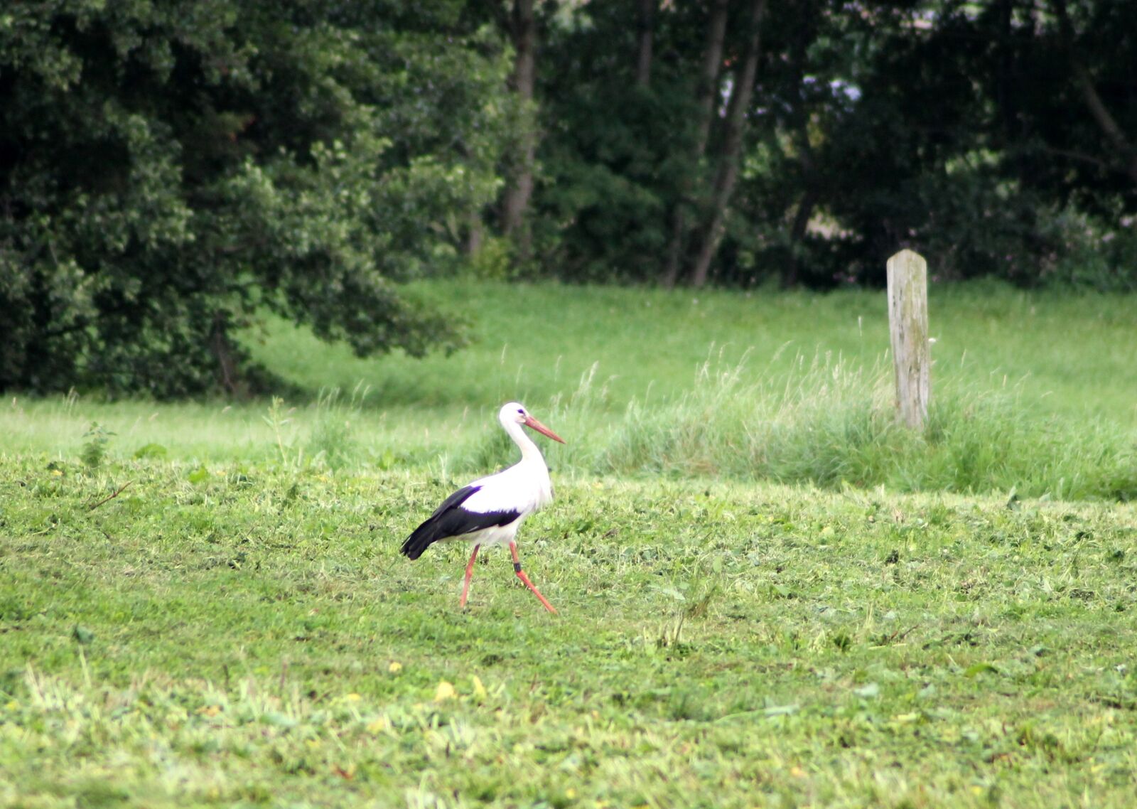 Canon EOS 1100D (EOS Rebel T3 / EOS Kiss X50) sample photo. Nature, bird, grass photography