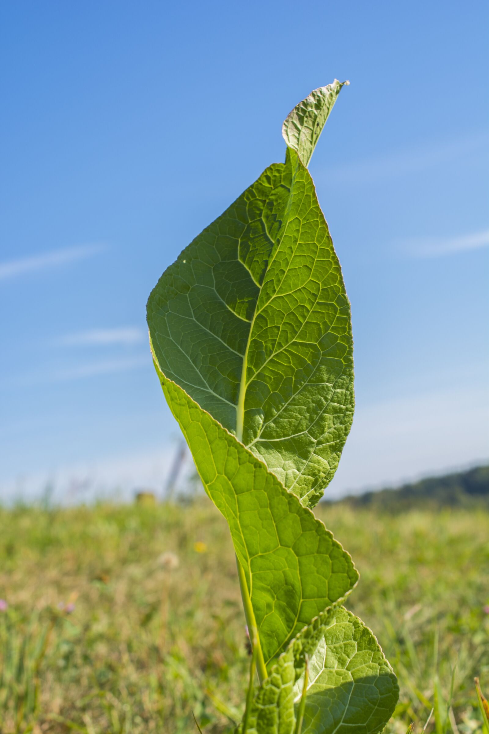 Nikon D5200 sample photo. Nature, mother nature, leaf photography