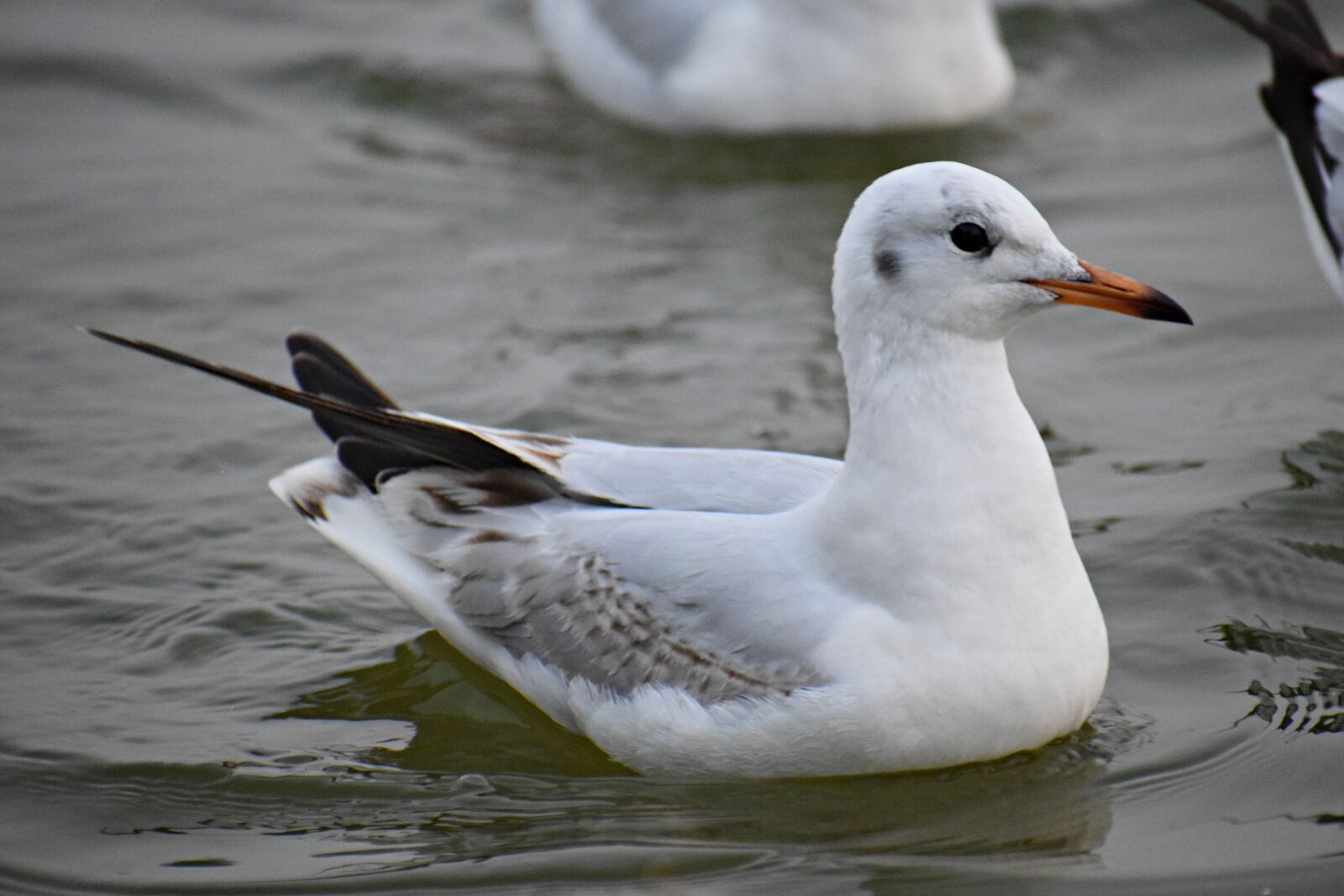 Nikon D3300 sample photo. Seagull, bird, nature photography