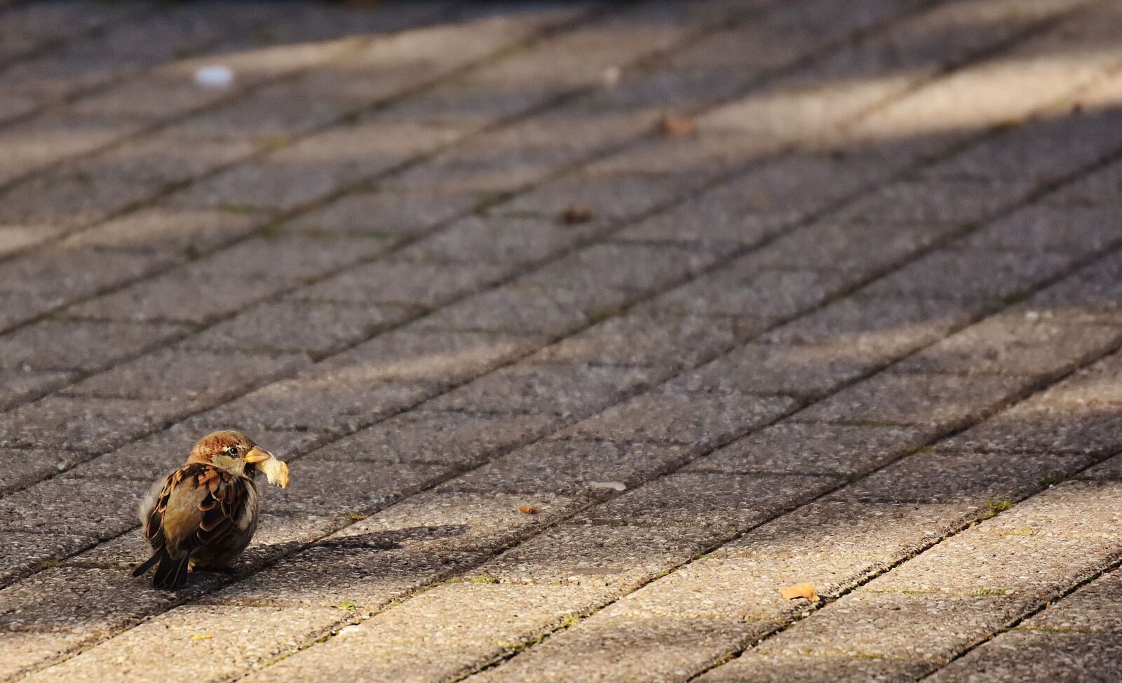 Nikon D7200 sample photo. Sparrow, bird, small photography