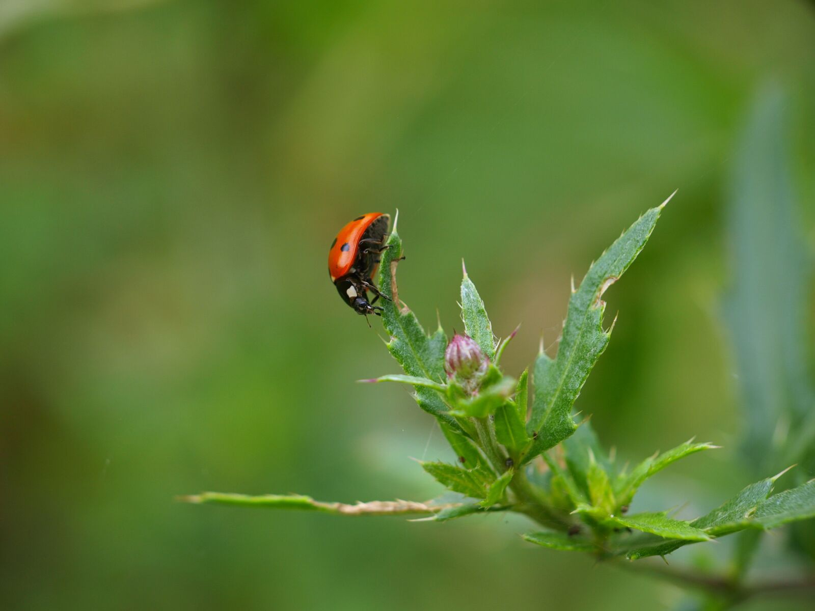 Olympus E-420 (EVOLT E-420) sample photo. Ladybug, insect, nature photography