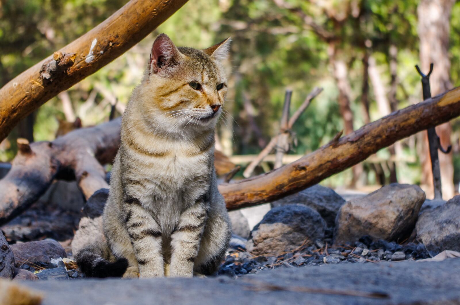 smc PENTAX-DA L 18-55mm F3.5-5.6 sample photo. Nature, animals, living nature photography