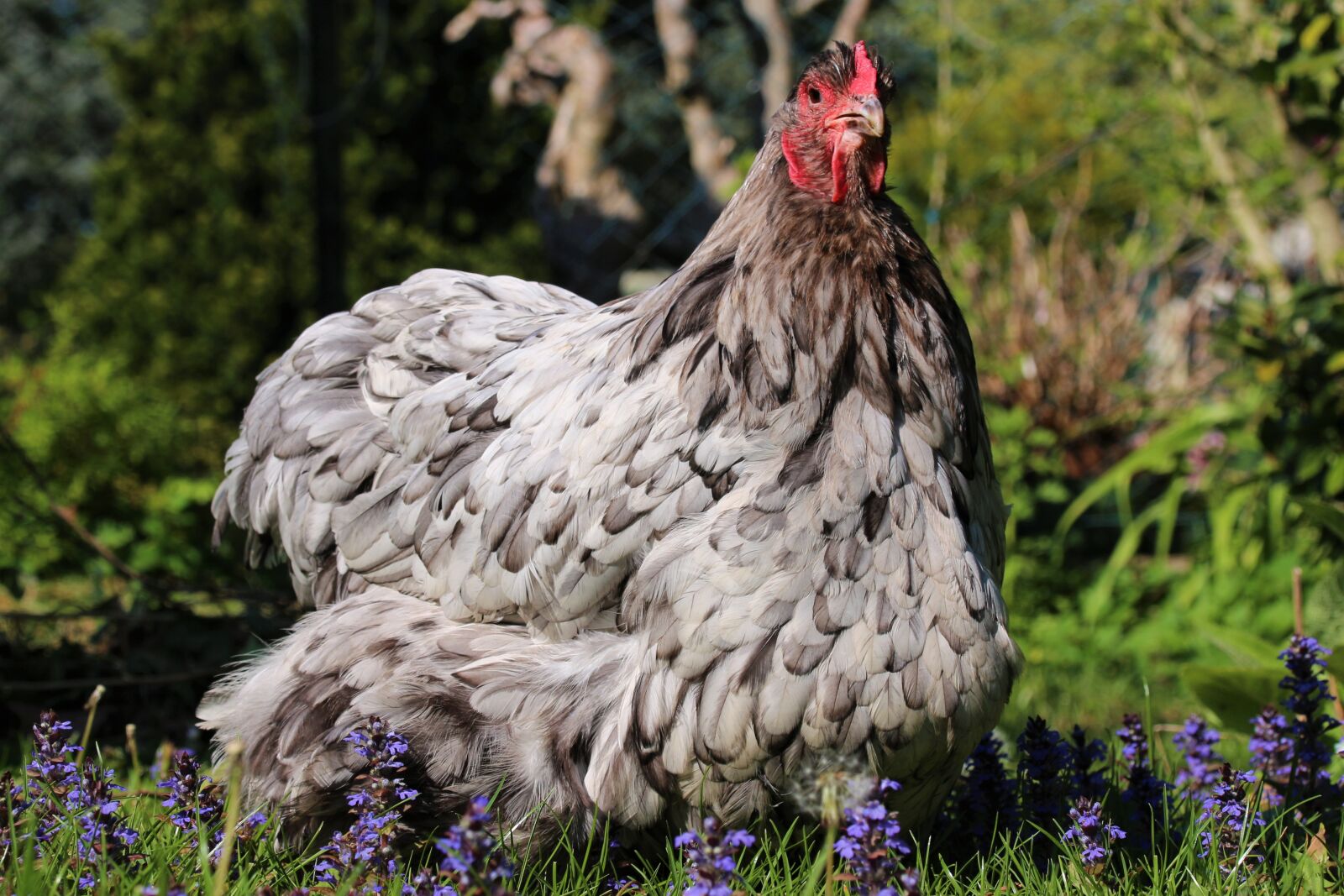 Canon EOS 700D (EOS Rebel T5i / EOS Kiss X7i) sample photo. Chicken, hen, animal photography