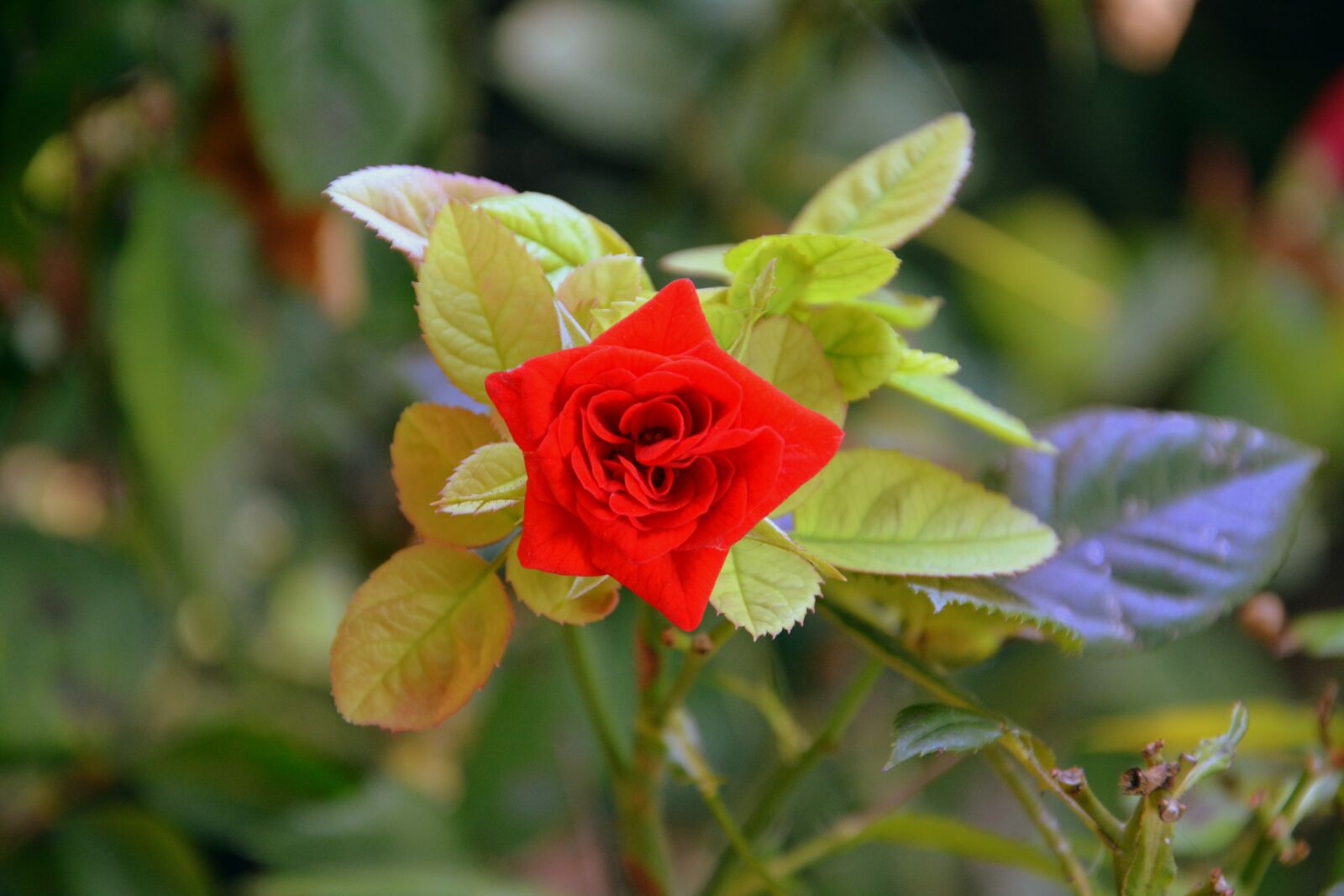 Nikon D7100 sample photo. Rosa, flower, nature photography