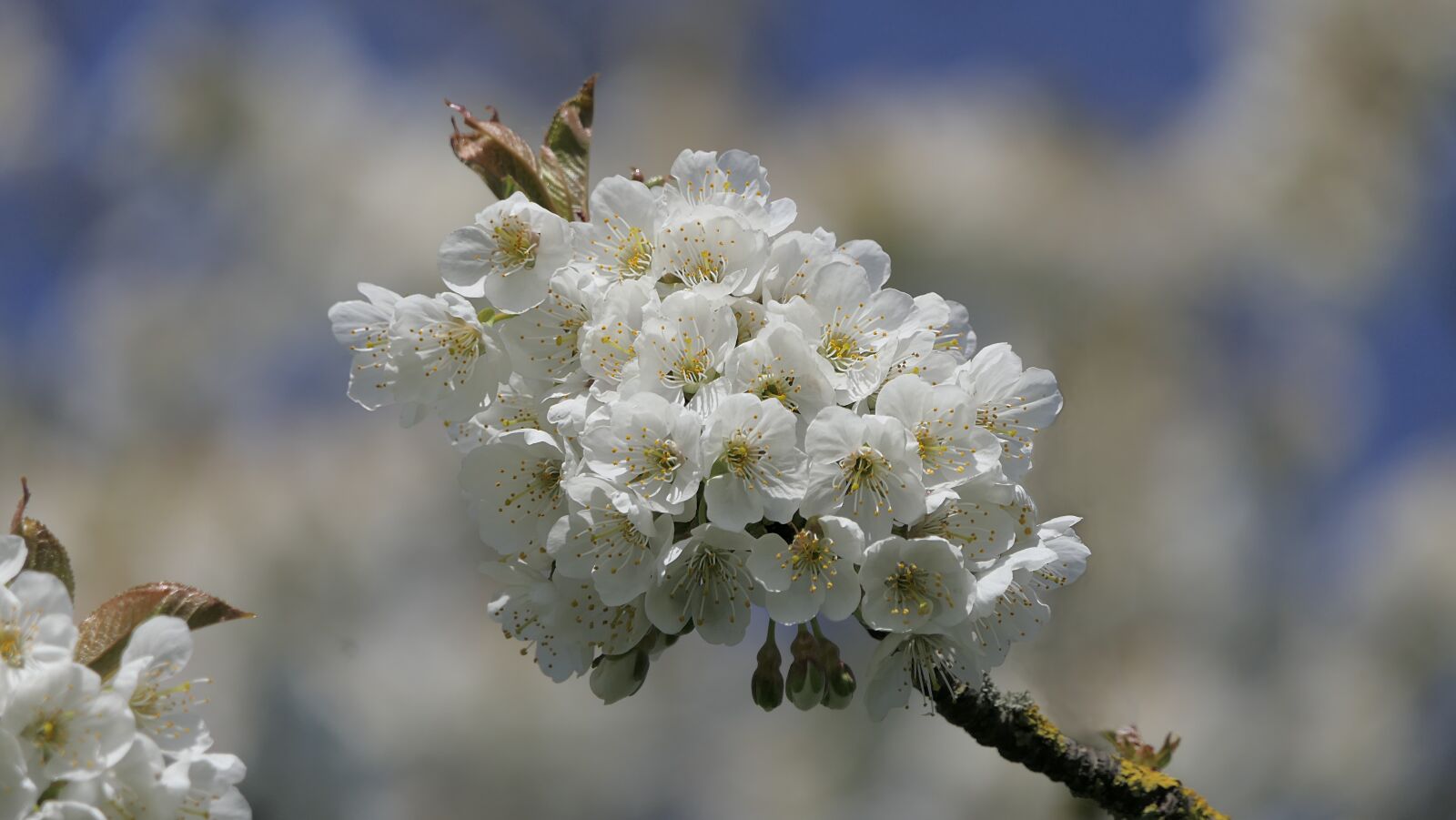 Panasonic Lumix DMC-FZ2500 (Lumix DMC-FZ2000) sample photo. Flower, apple, white photography