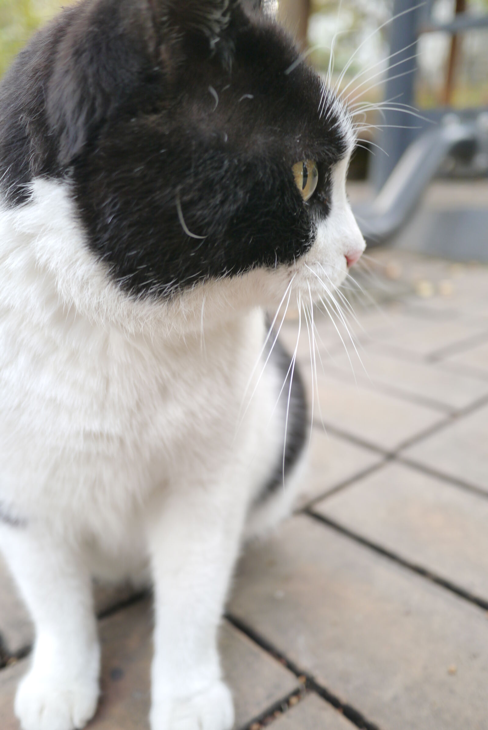 Panasonic Lumix DMC-GX1 sample photo. Cat, cats photography