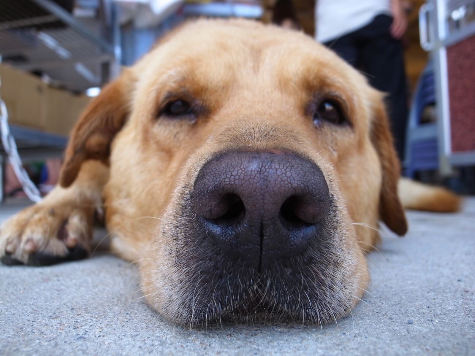 Ricoh GR DIGITAL 3 sample photo. Dog, pets, animal photography