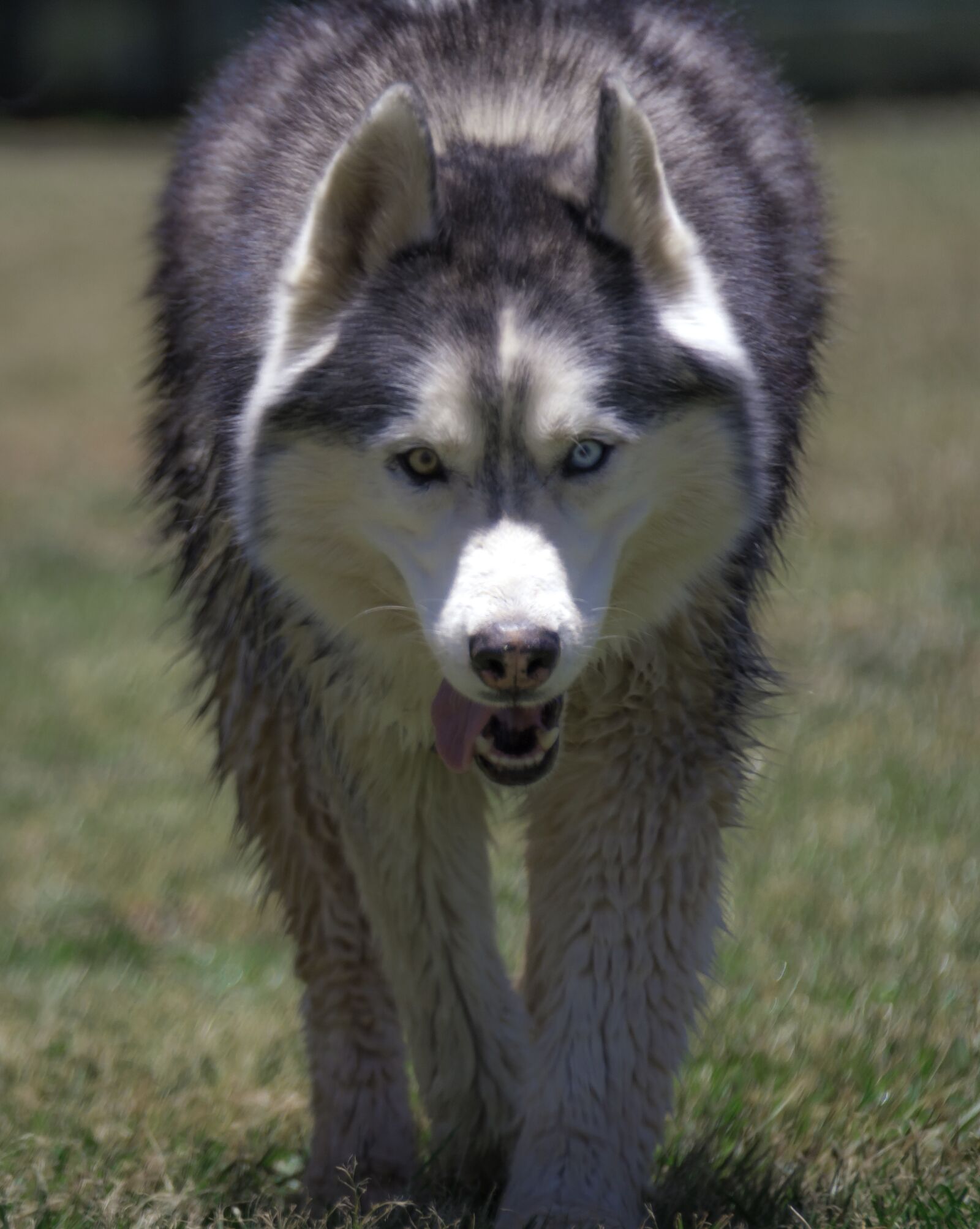Nikon D7100 sample photo. Siberian husky, husky, dog photography