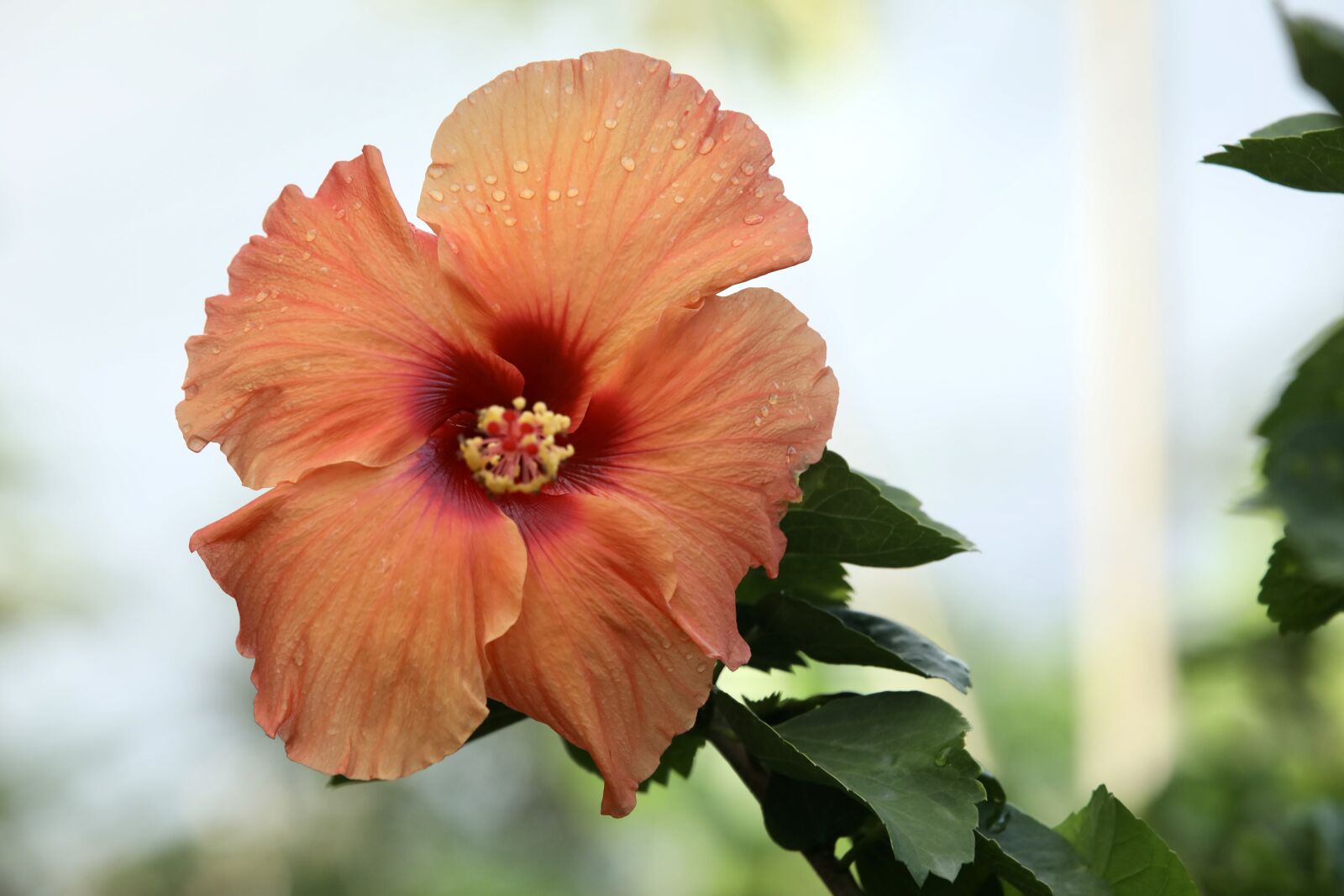 Canon EOS 5D Mark IV sample photo. Flower, hibiscus, orange photography