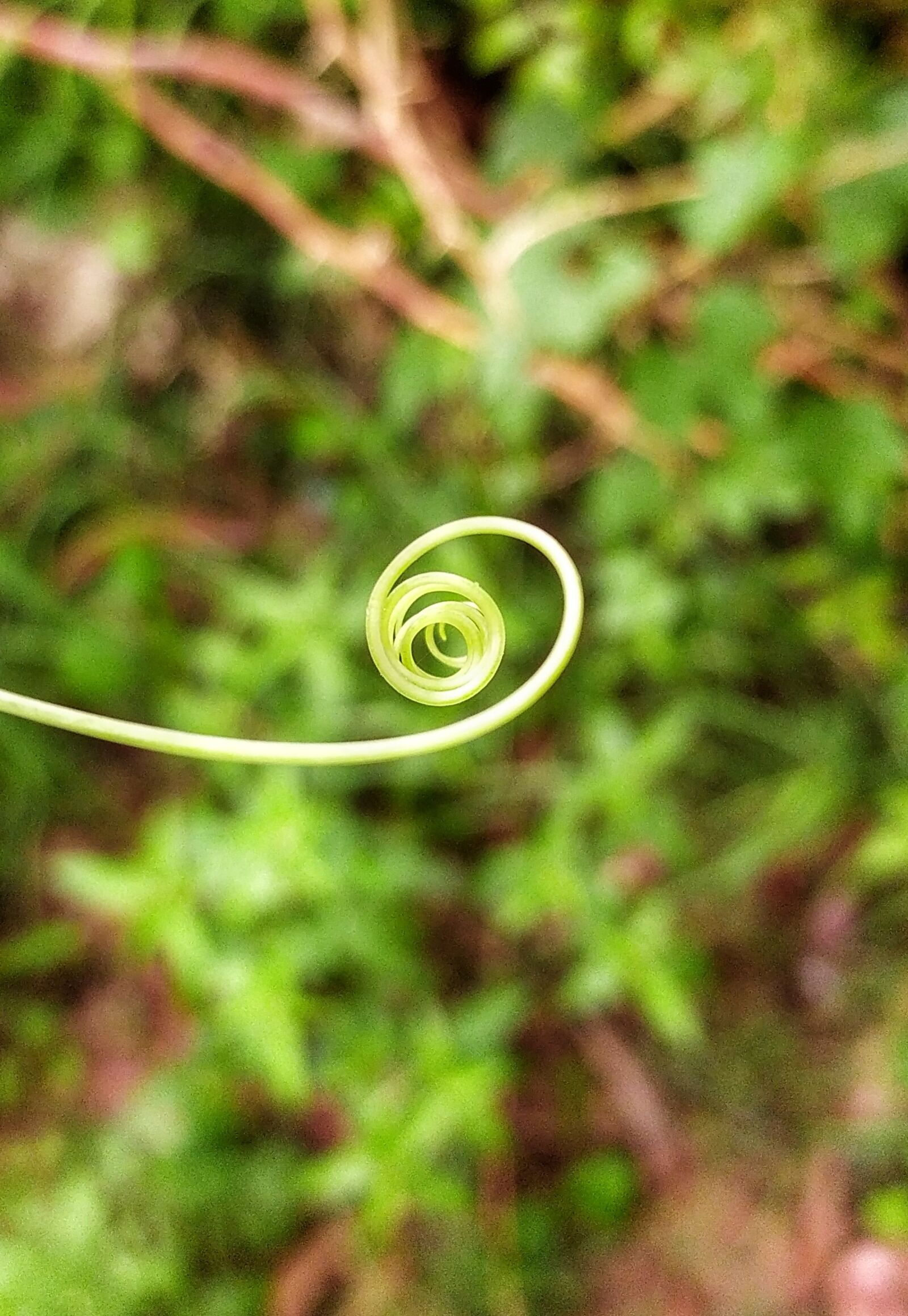 Xiaomi Redmi Note 8 sample photo. Macro, mobile photography, spiral photography