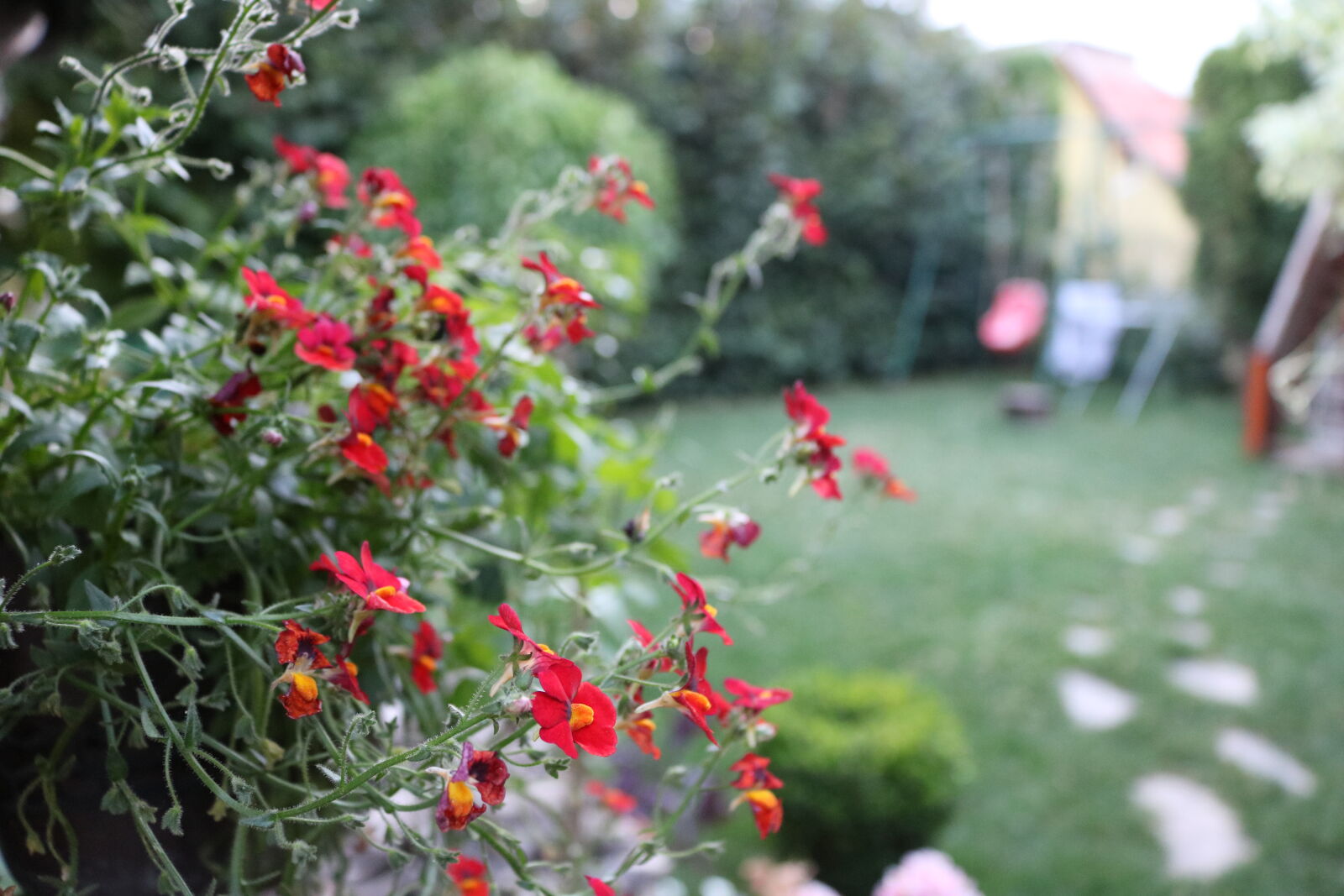 Canon EOS 750D (EOS Rebel T6i / EOS Kiss X8i) sample photo. Bloom, blooming, blossom, blur photography