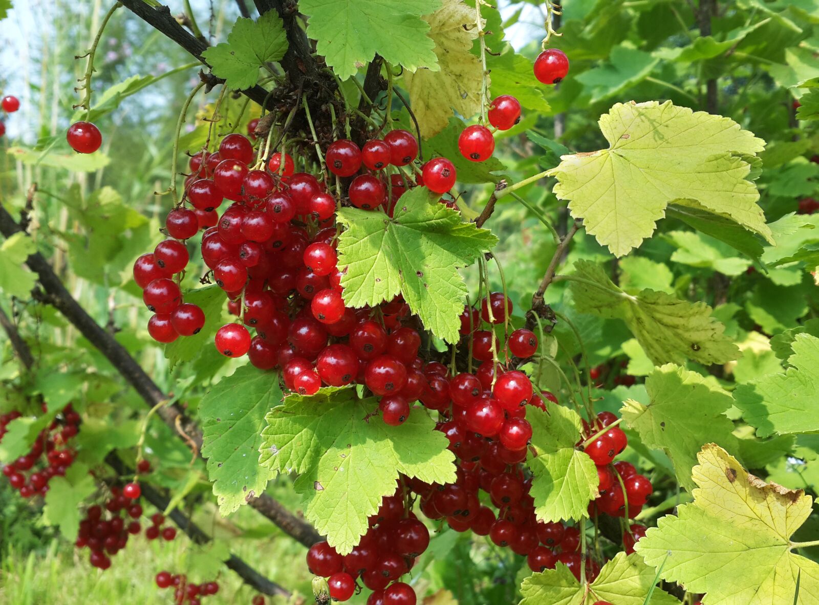 Samsung Galaxy S4 sample photo. Red, currant, berries photography