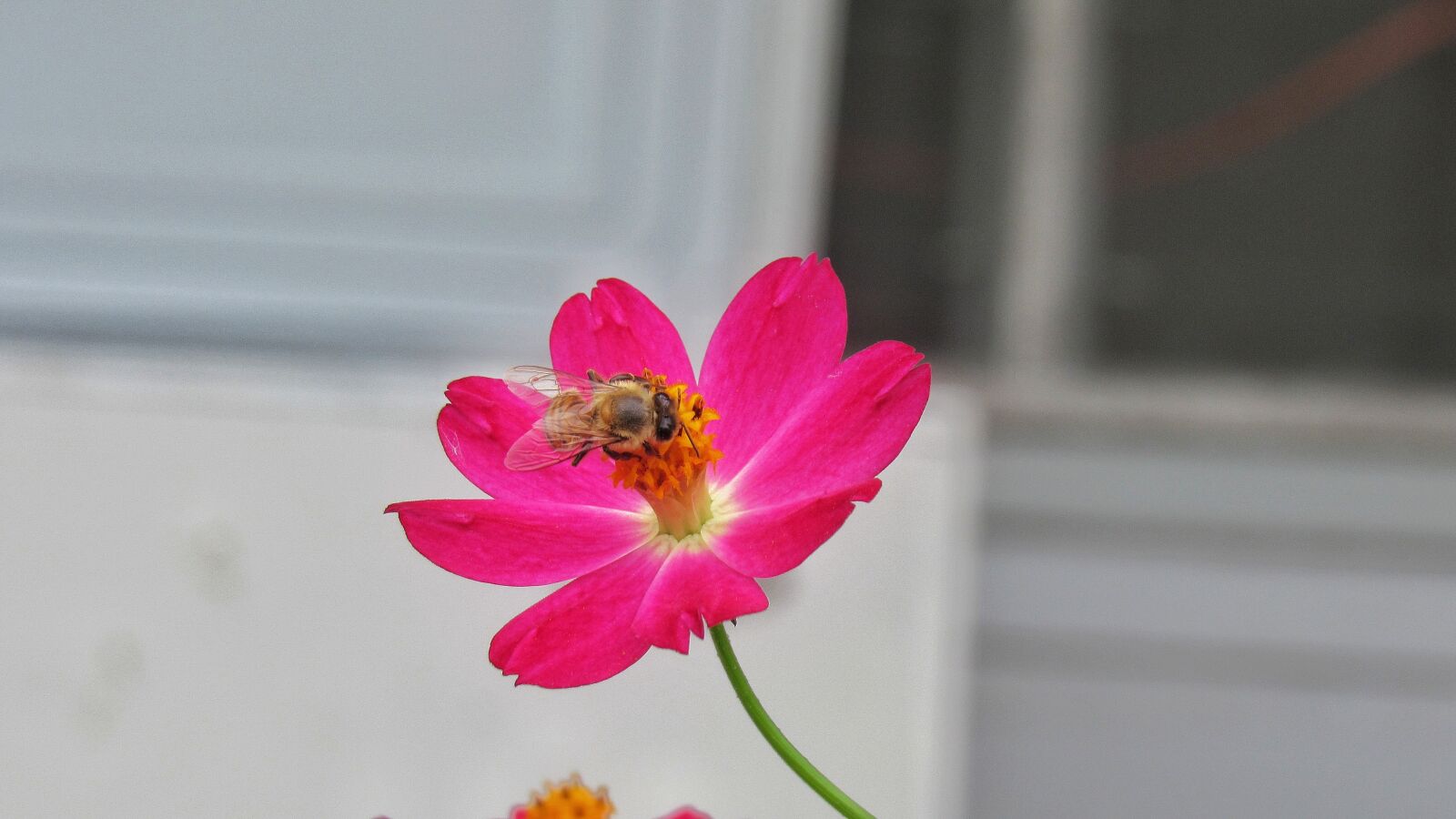 Canon PowerShot SX530 HS sample photo. Nature, flower, bee photography