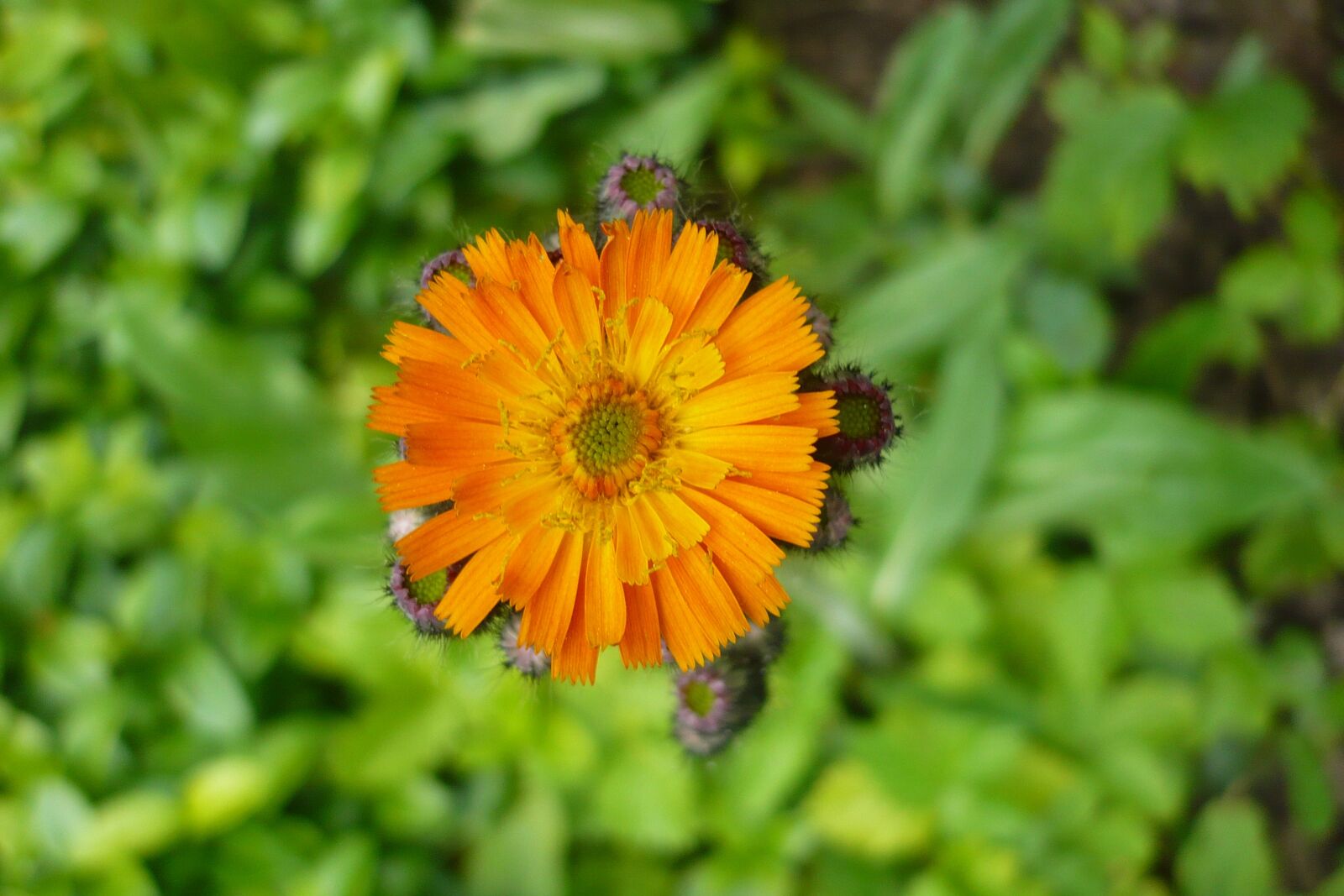 Panasonic DMC-FX12 sample photo. Flower, orange, macro photography