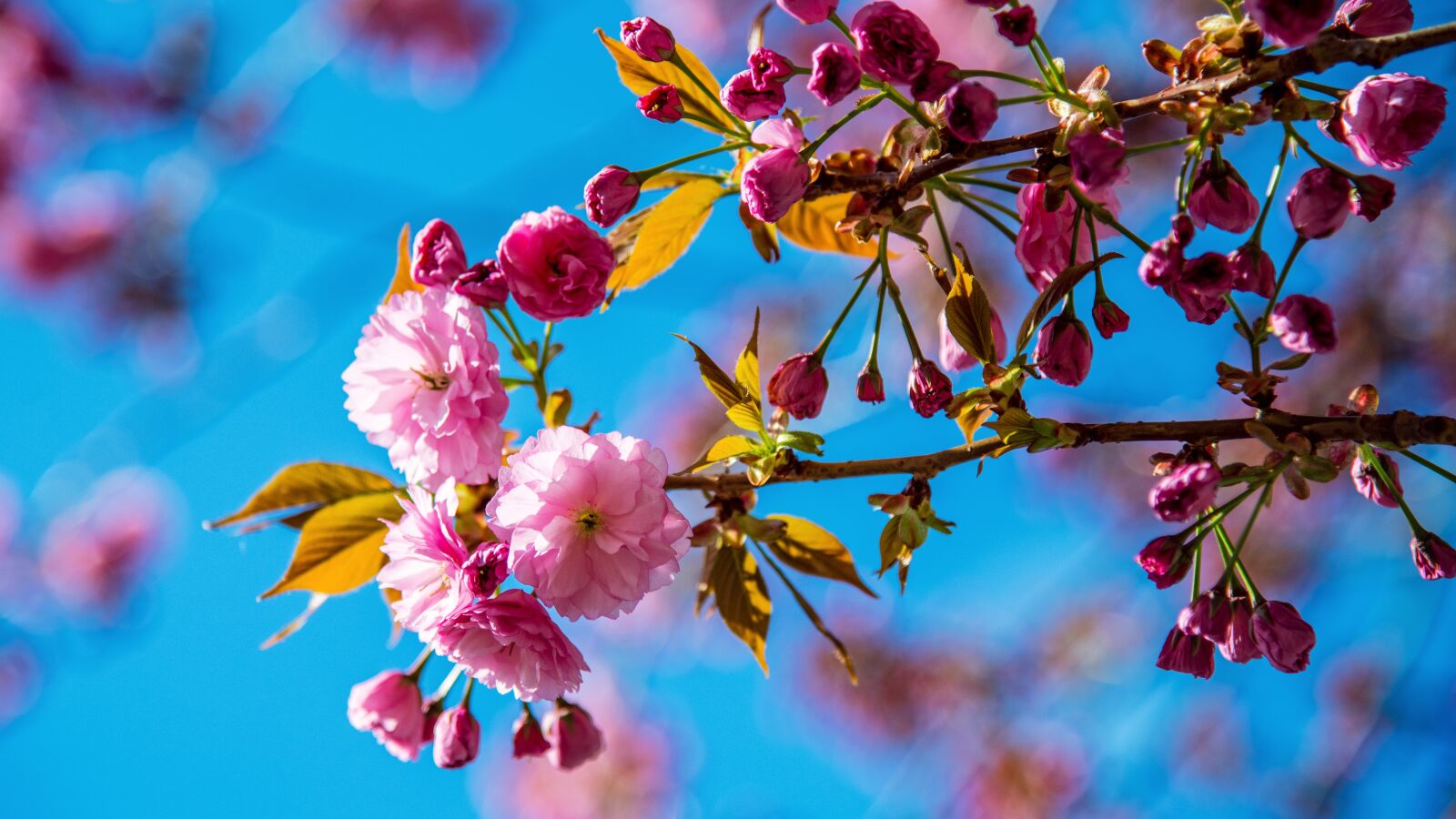 Nikon D850 sample photo. Cherry, spring, pink photography