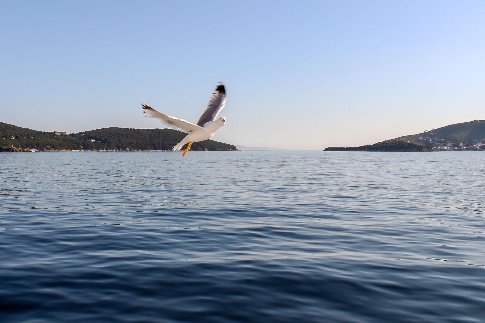 Canon EOS 1200D (EOS Rebel T5 / EOS Kiss X70 / EOS Hi) sample photo. Seagull, sea, nature photography