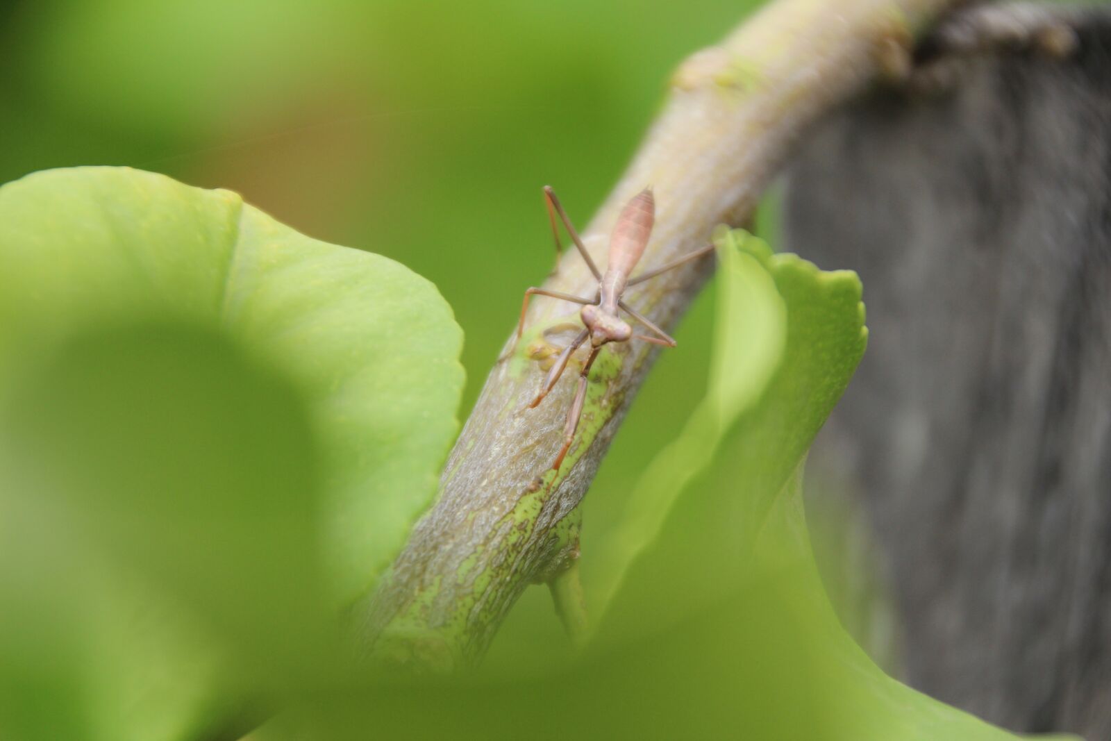 Canon EOS 600D (Rebel EOS T3i / EOS Kiss X5) sample photo. Insect, praying mantis, nature photography