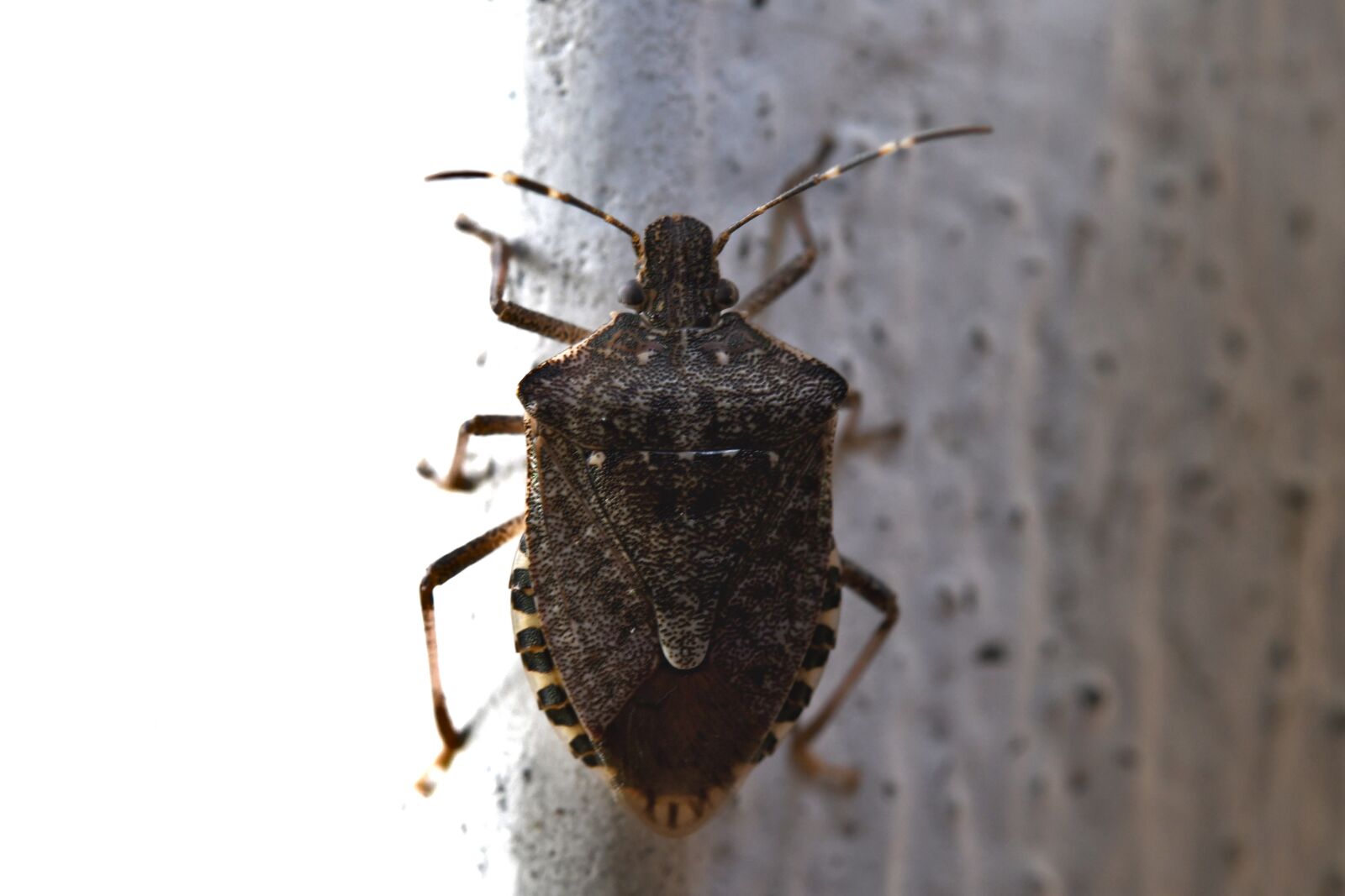 Nikon D7500 sample photo. Bedbug asian, insect, animal photography