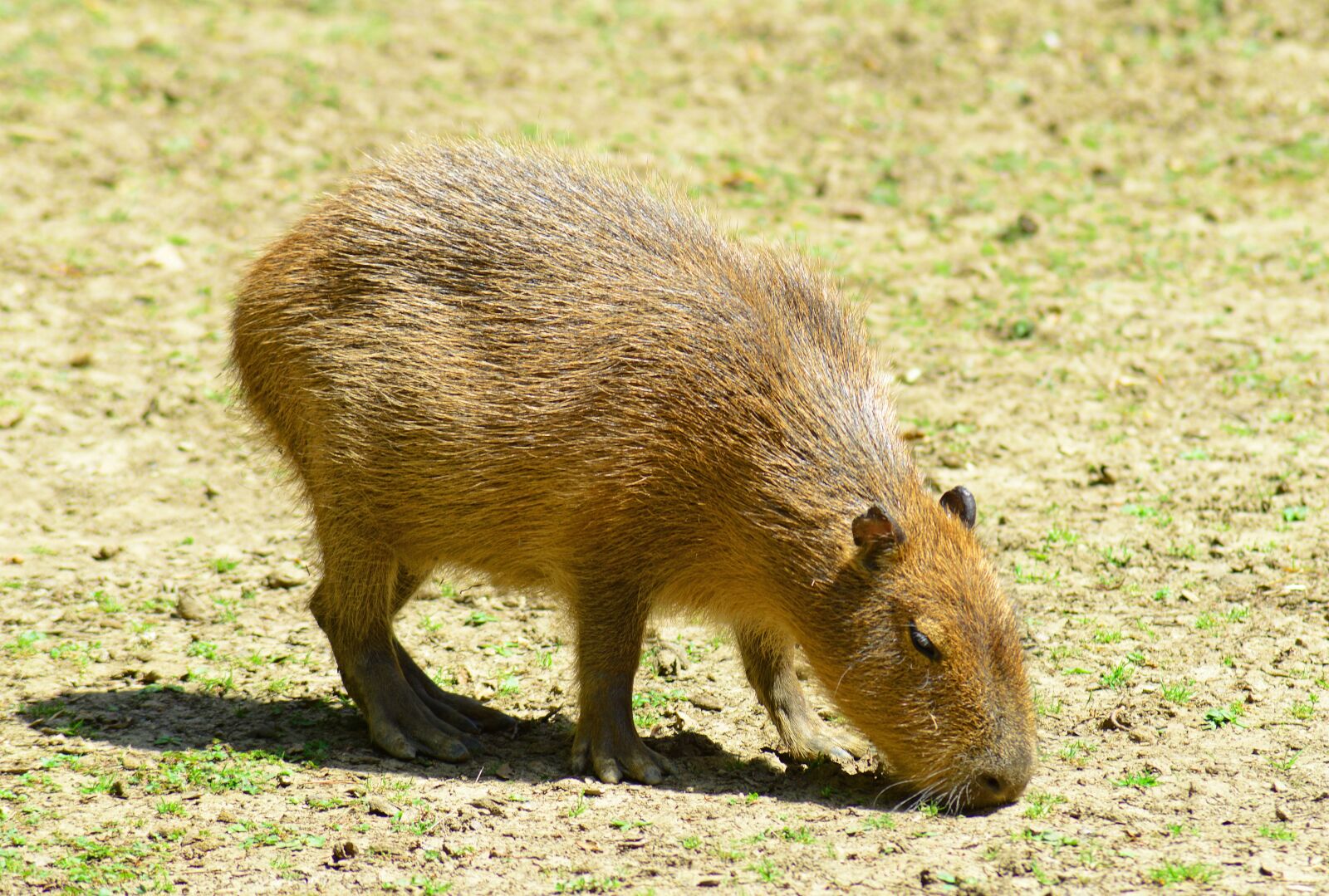 Nikon D800 sample photo. Capybara, rodent, mammal photography