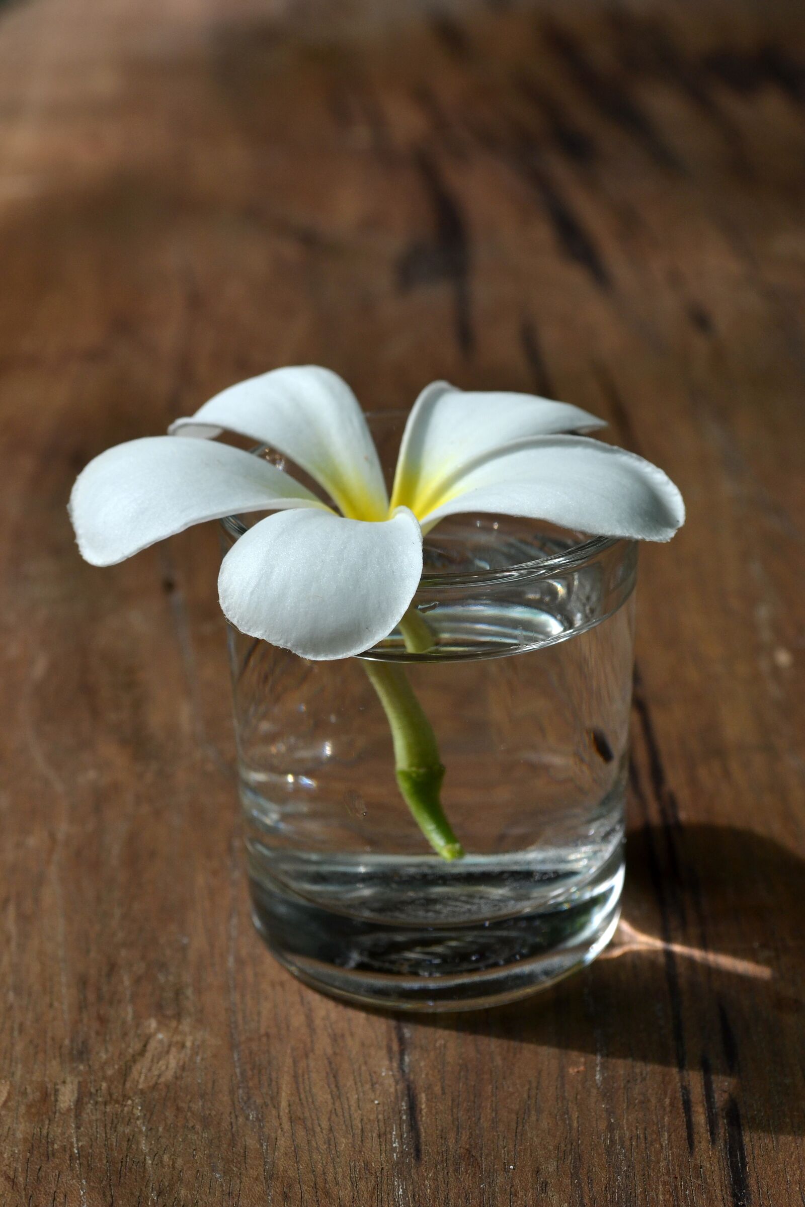 Nikon D3100 sample photo. Fragrapanti, more information, flowers photography