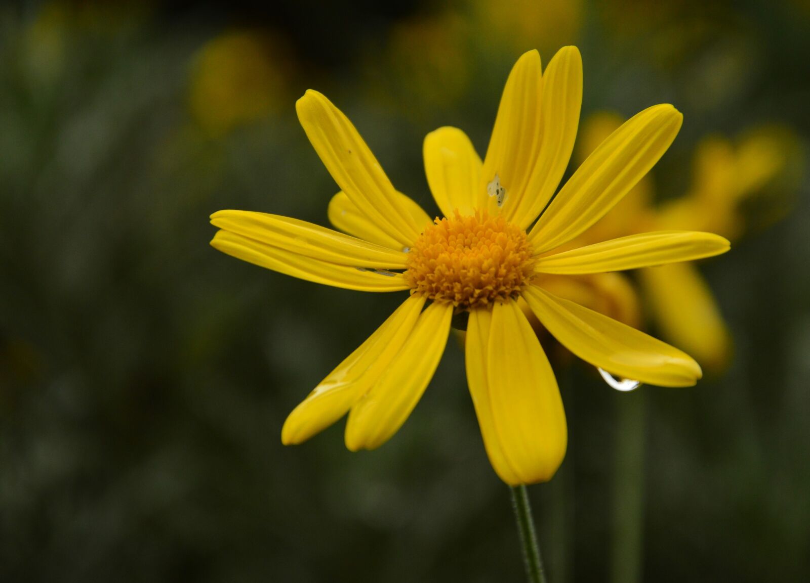Nikon D3200 sample photo. Calendula, mary-bud, mary-gold photography