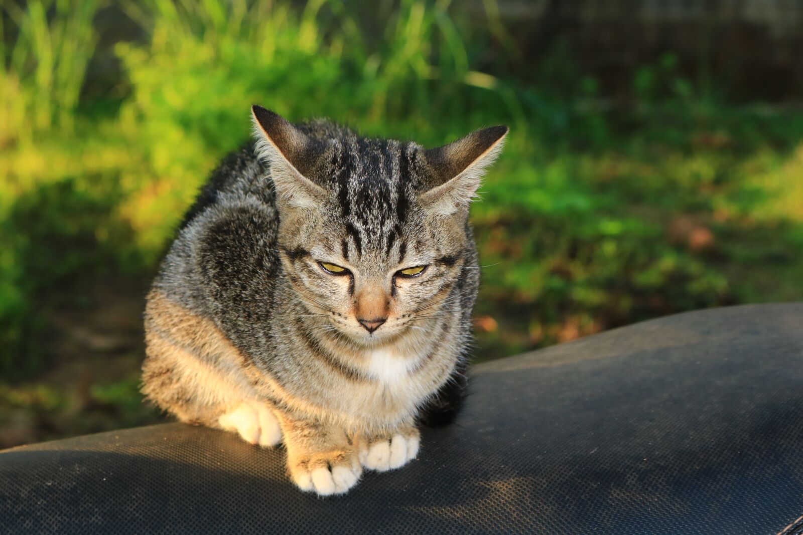 Canon EOS 750D (EOS Rebel T6i / EOS Kiss X8i) sample photo. Cat, eyes, face photography