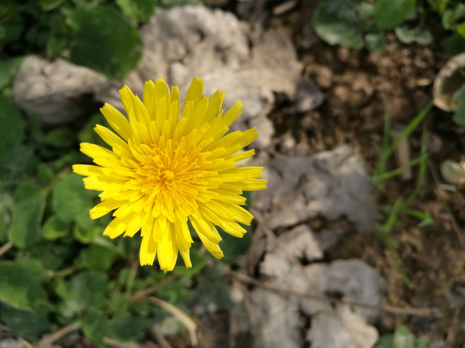 HUAWEI P9 sample photo. Flower, yellow, plant photography