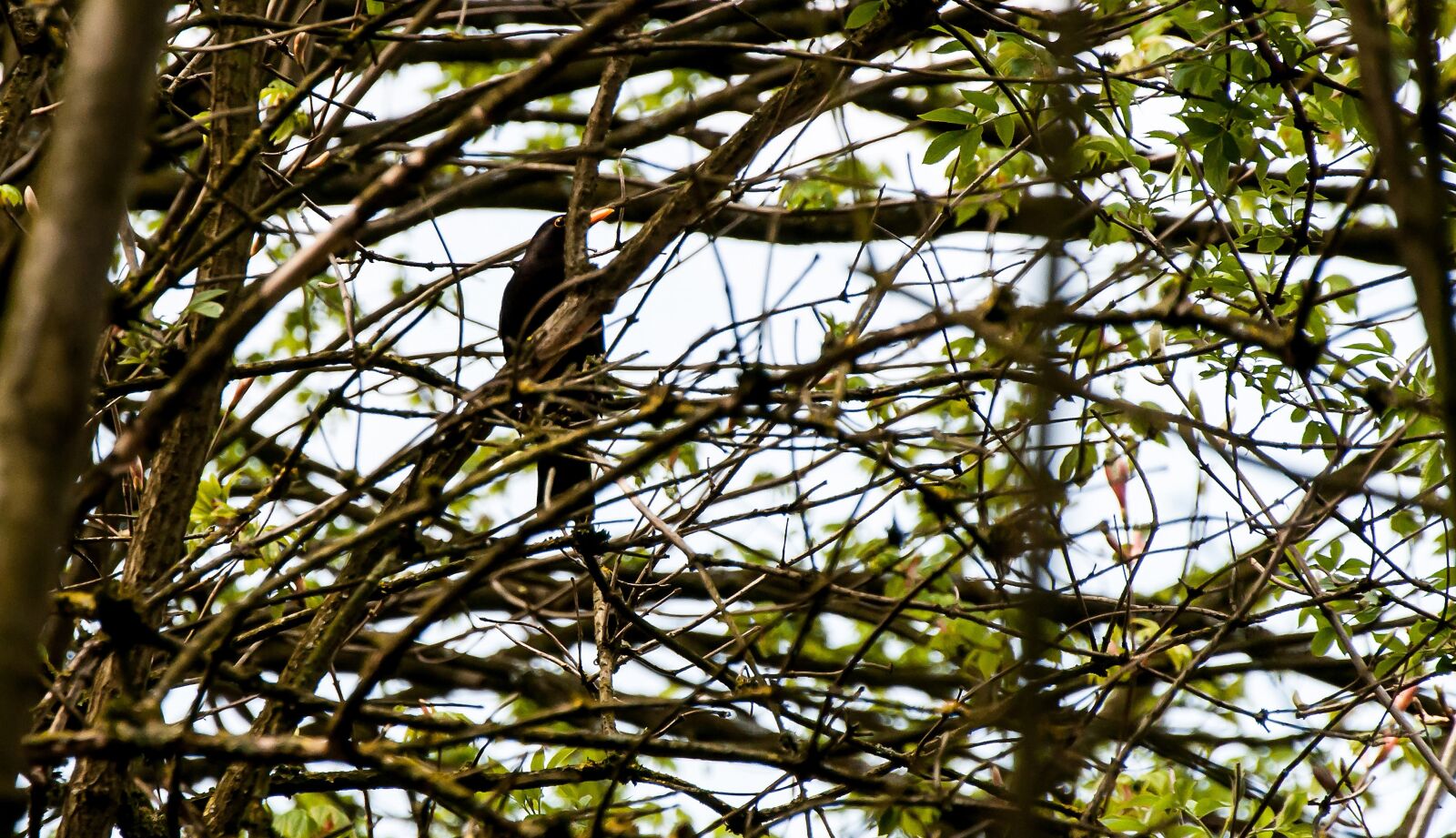Nikon D5000 sample photo. Bird, tree, nature photography