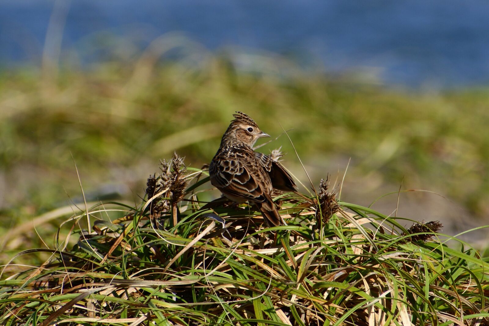 VR 70-300mm f/4.5-6.3G sample photo. Animal, sea, beach photography