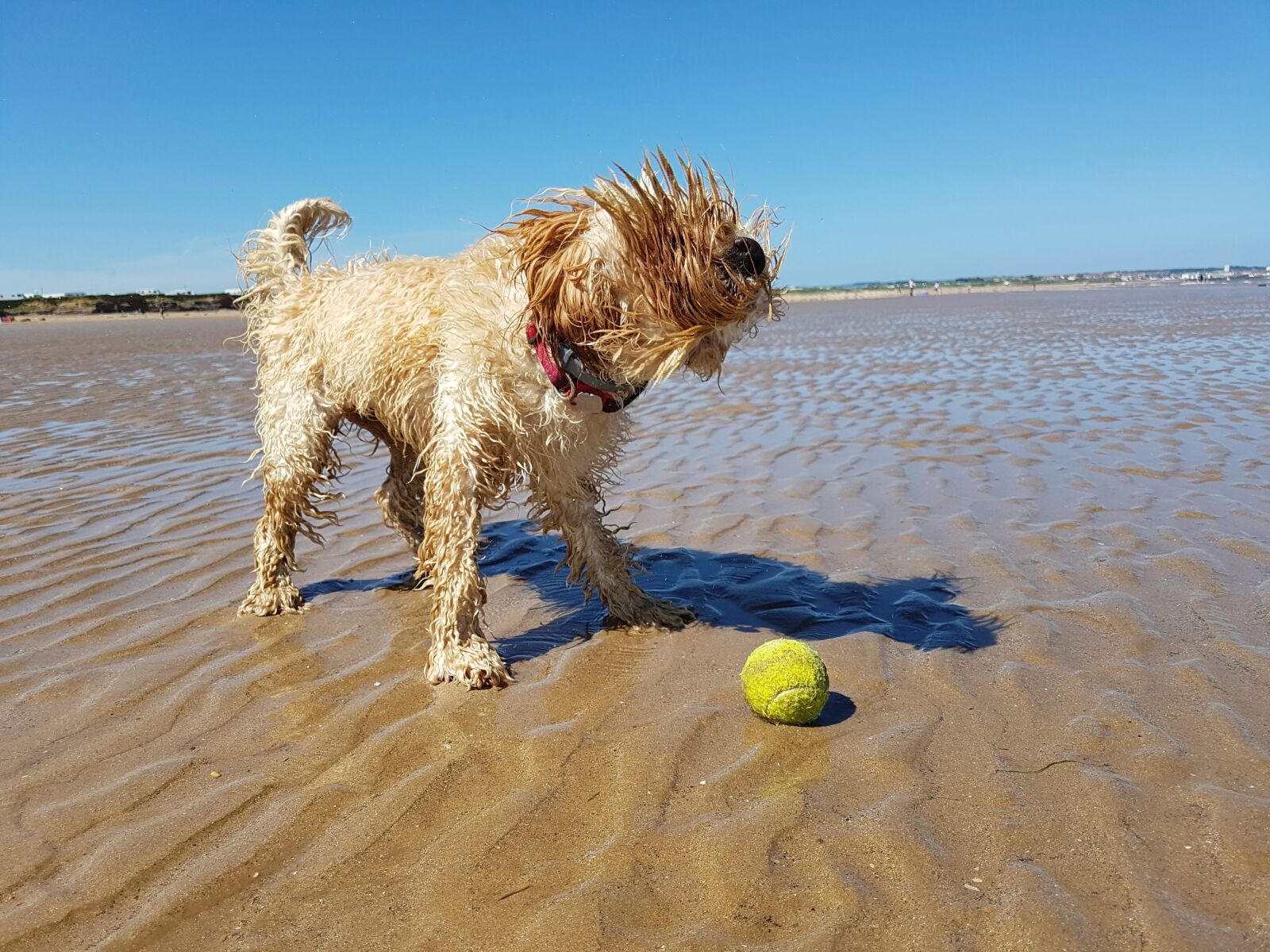 Samsung Galaxy S7 Rear Camera sample photo. Beach, dog, ball photography