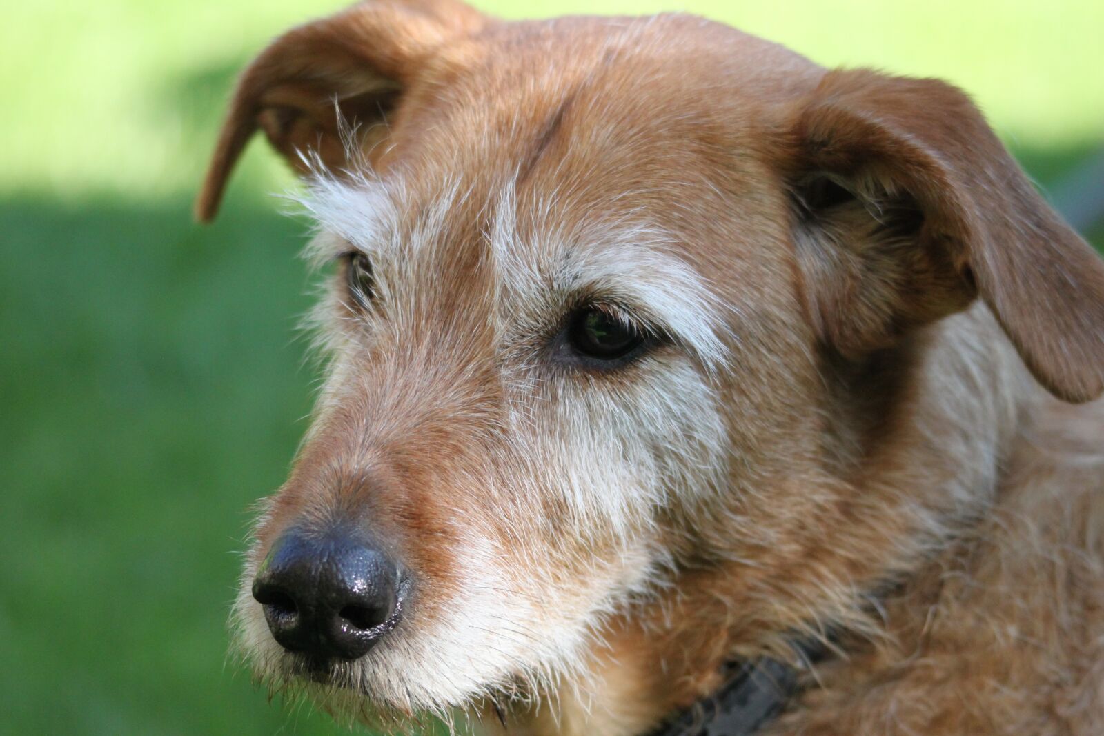Canon EOS 500D (EOS Rebel T1i / EOS Kiss X3) sample photo. Dog, hybrid, pet photography