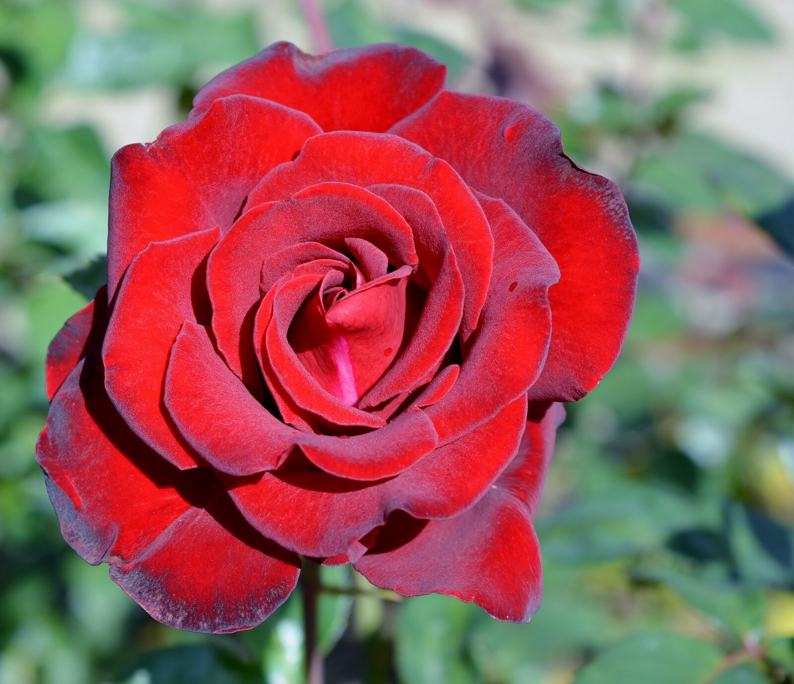 Nikon D5200 sample photo. Rose, flower, petal photography