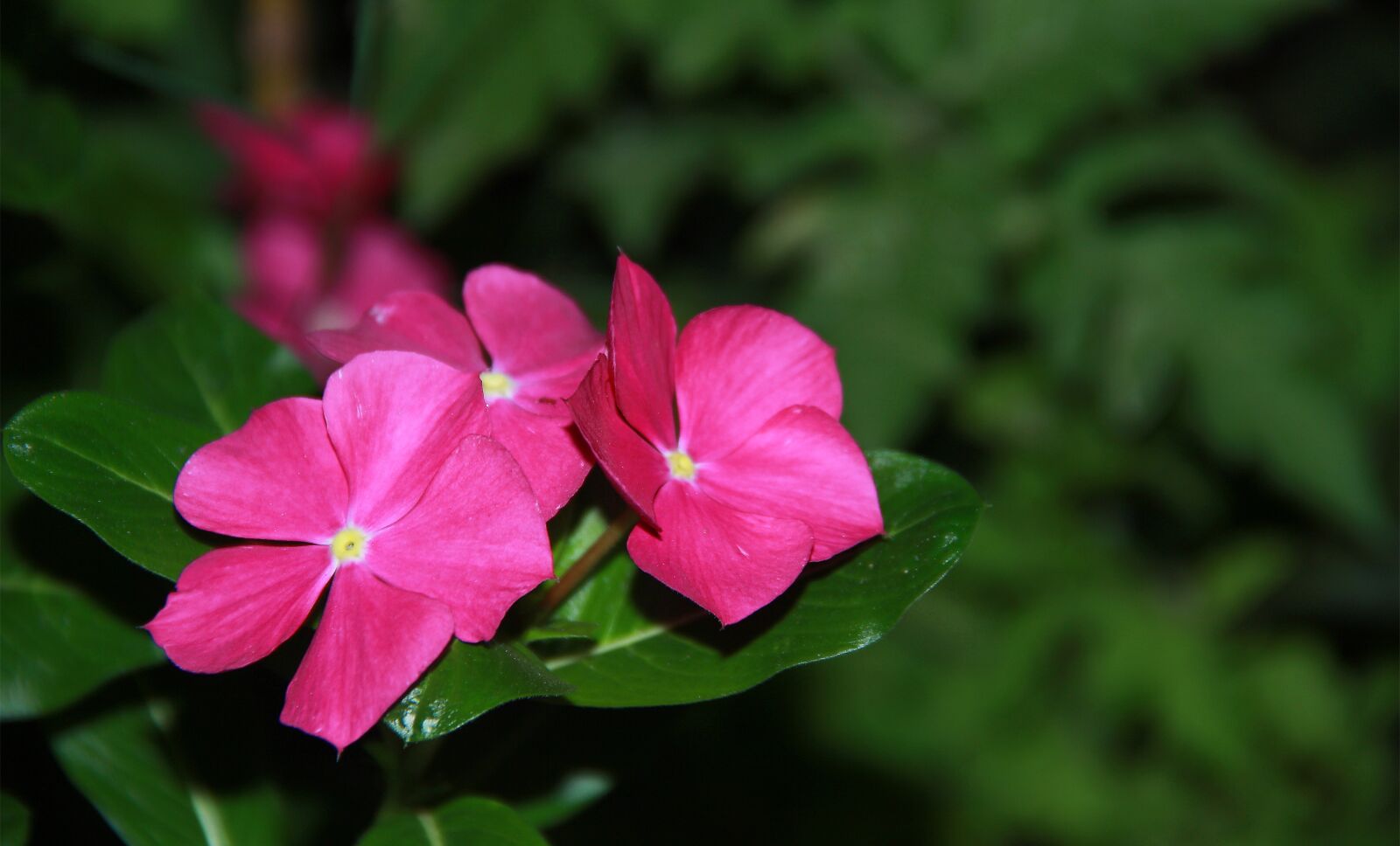 Canon EOS 60D sample photo. Flower, pink, night photography
