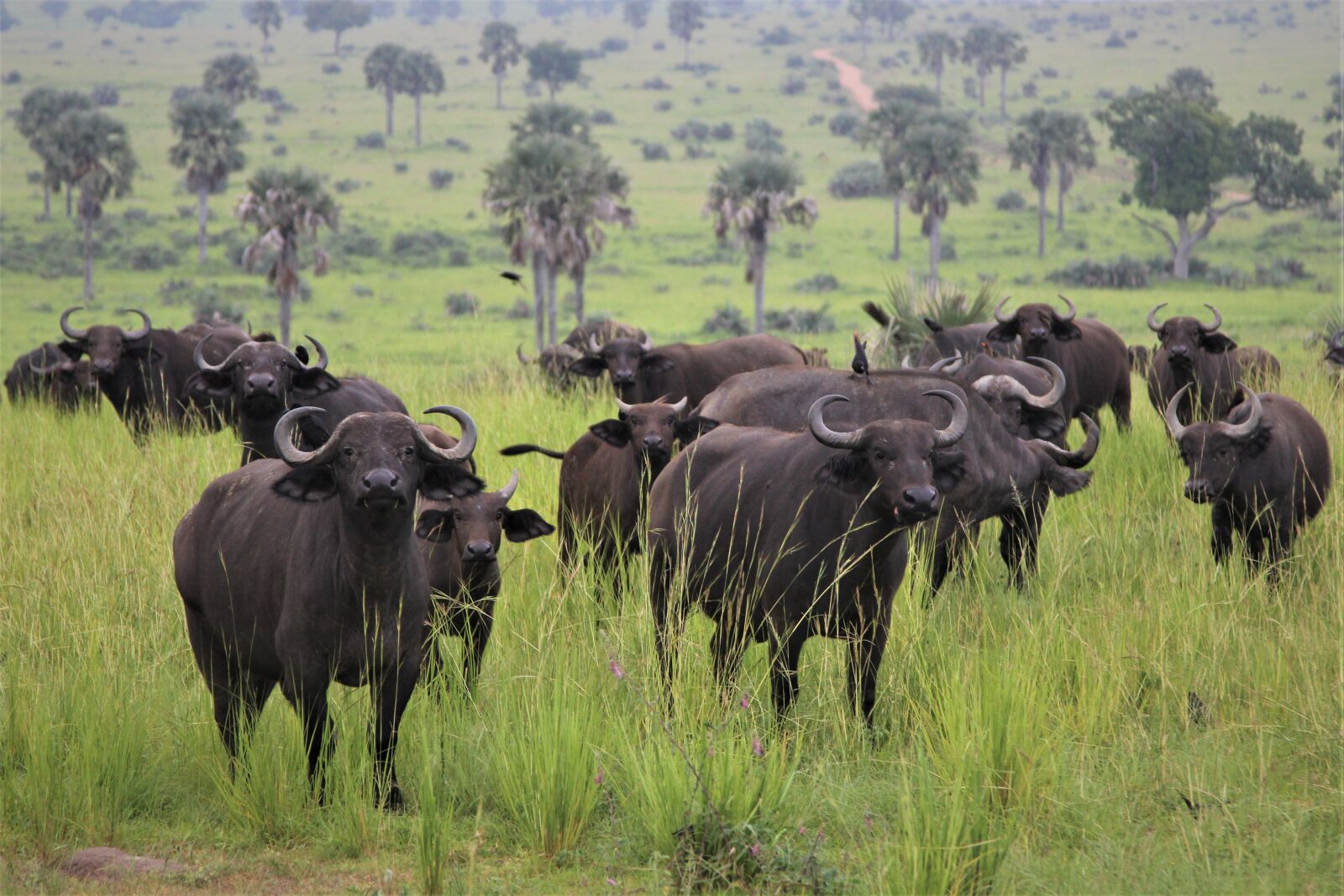 Canon EOS 60D sample photo. African, buffalo, heard photography