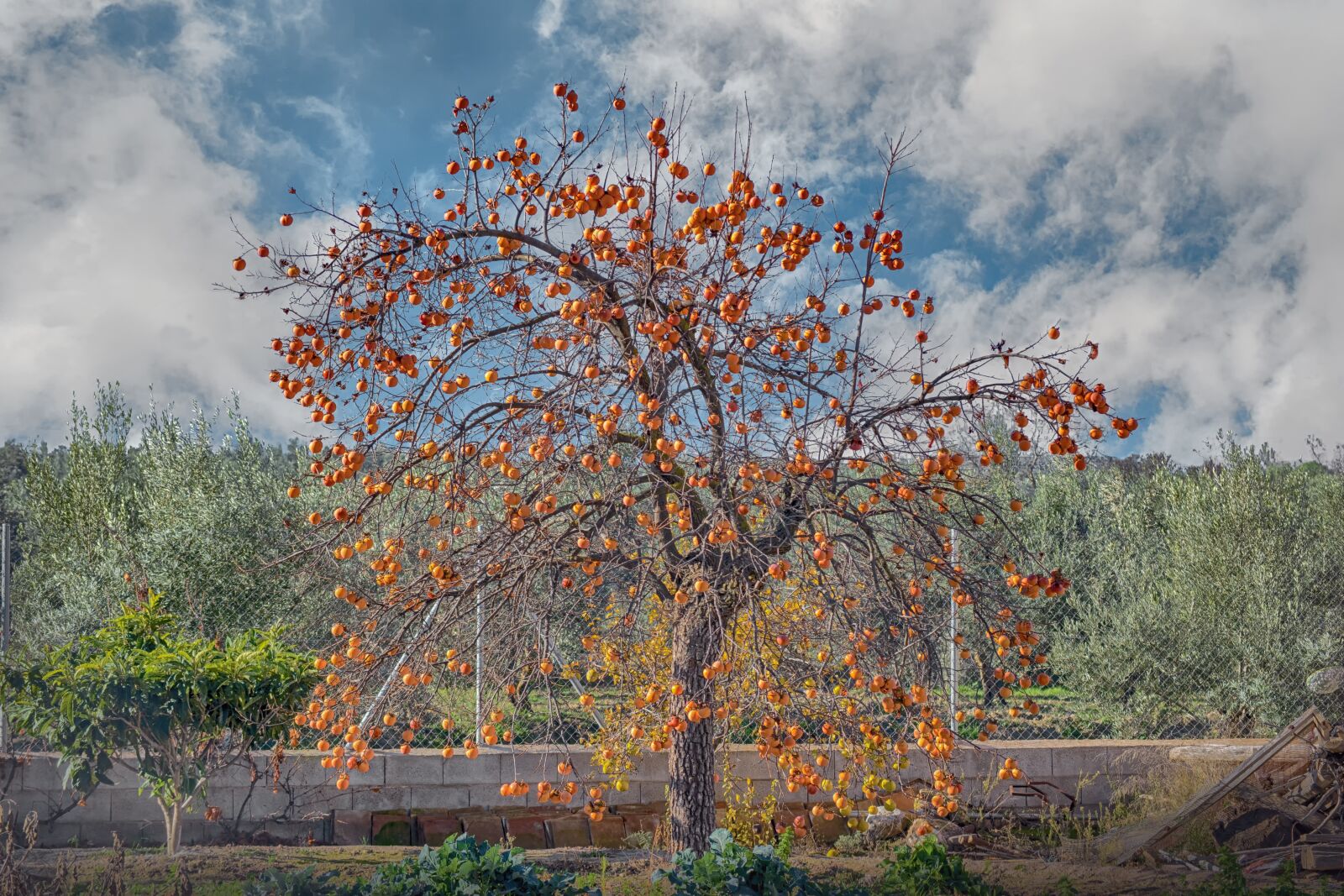 Nikon D3300 sample photo. Khaki, tree, fruit photography