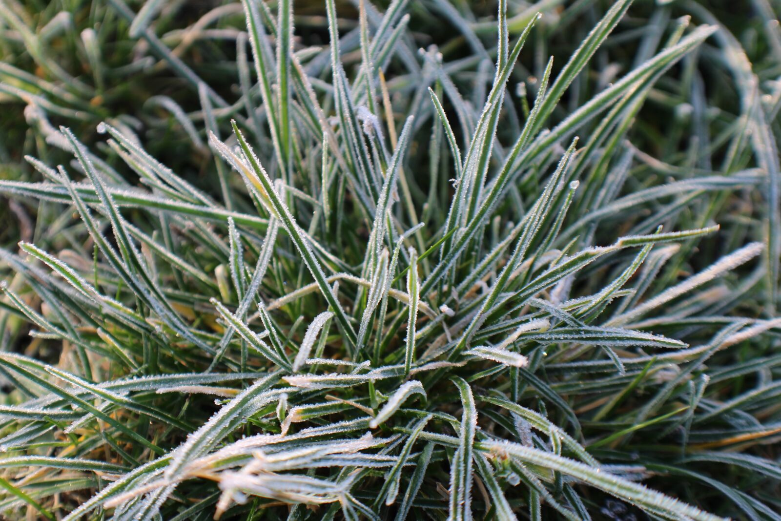 Canon EOS 100D (EOS Rebel SL1 / EOS Kiss X7) sample photo. Frost, grass, hoarfrost photography