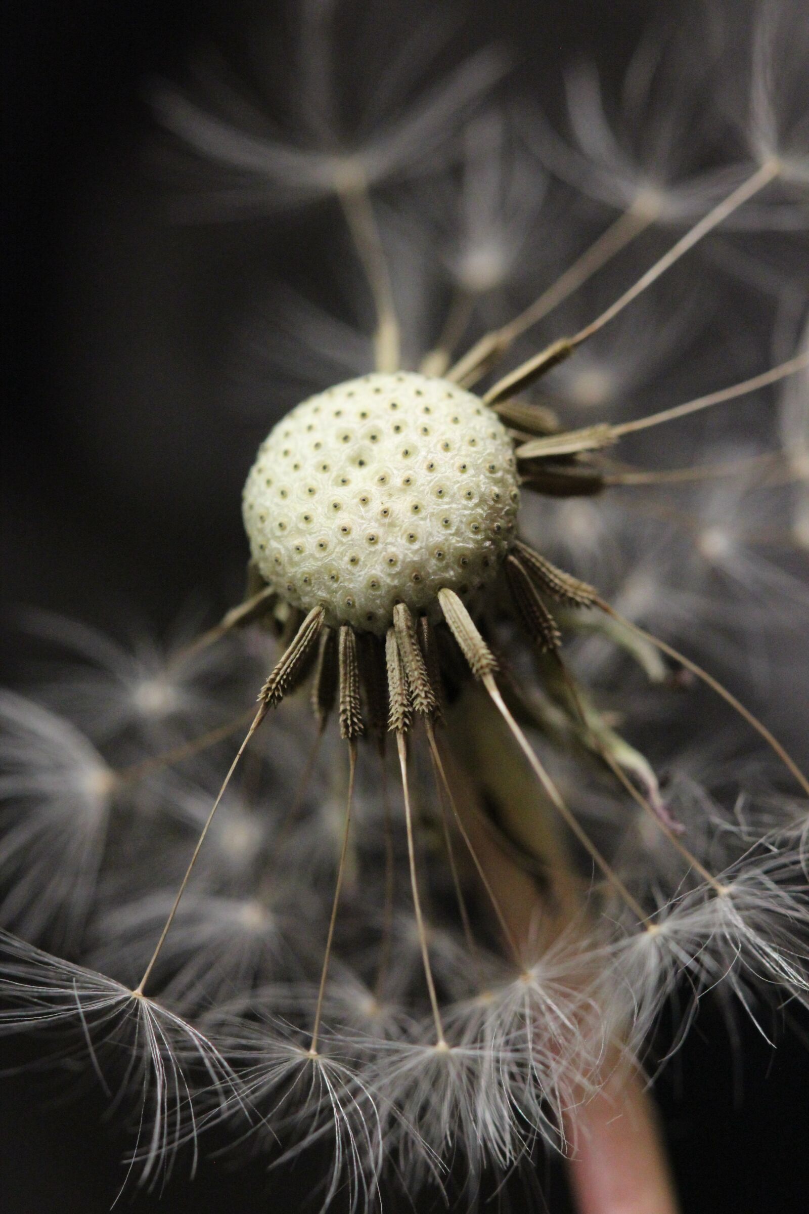 Canon EOS 600D (Rebel EOS T3i / EOS Kiss X5) + Canon EF 100mm F2.8 Macro USM sample photo. Dandelion, seed head, nature photography