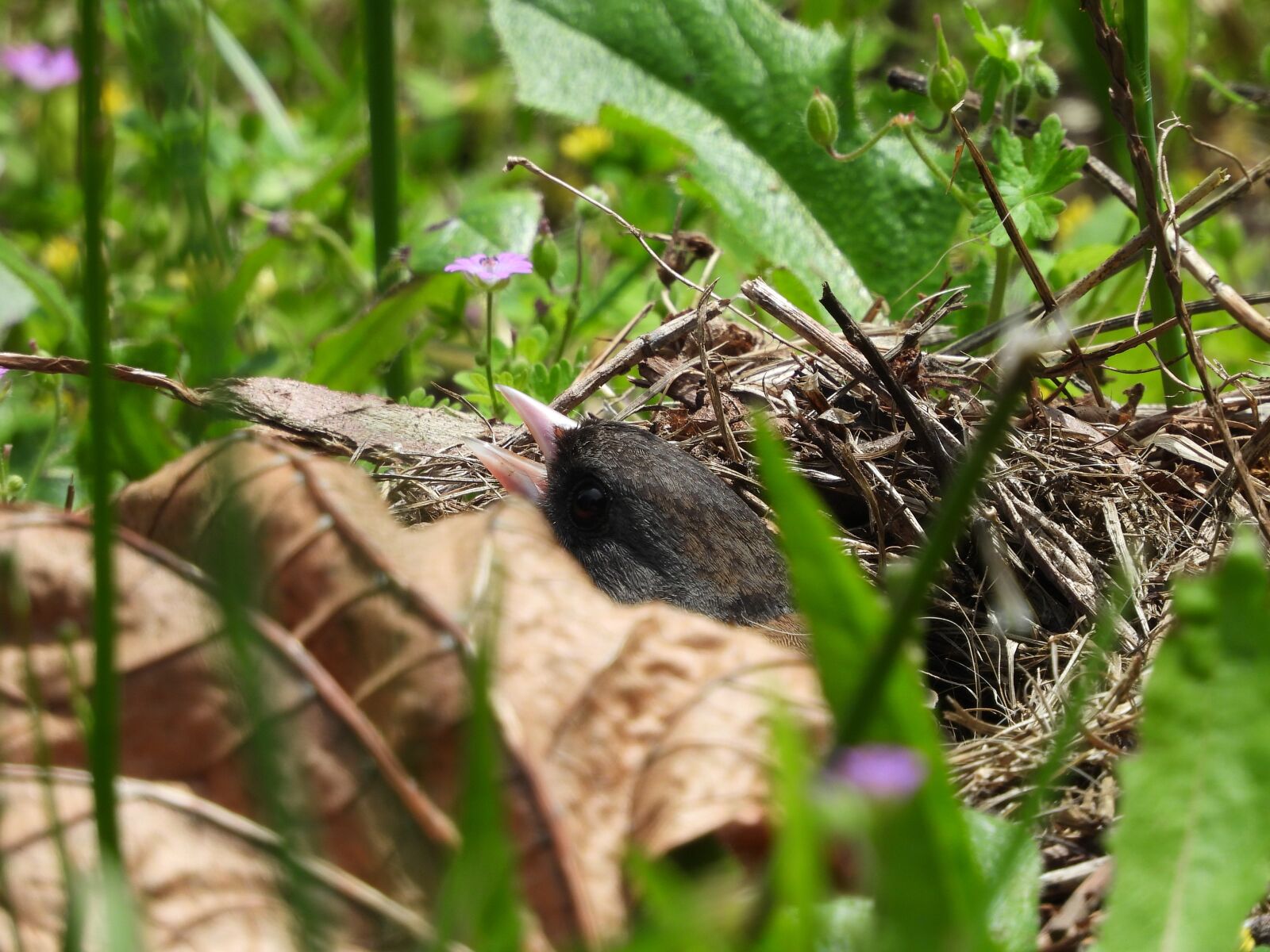 Nikon Coolpix P1000 sample photo. Junco, nest, eggs photography