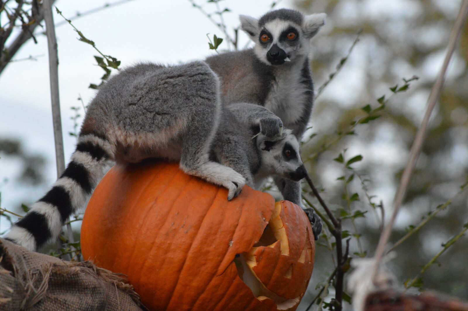 Nikon D3200 sample photo. Animal, lemur, cute photography