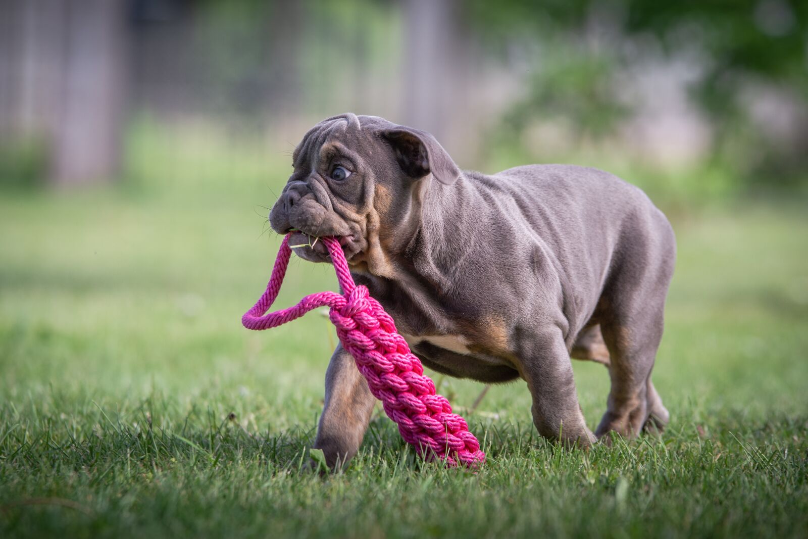 Nikon D7200 sample photo. Puppies, bulldog, dog photography
